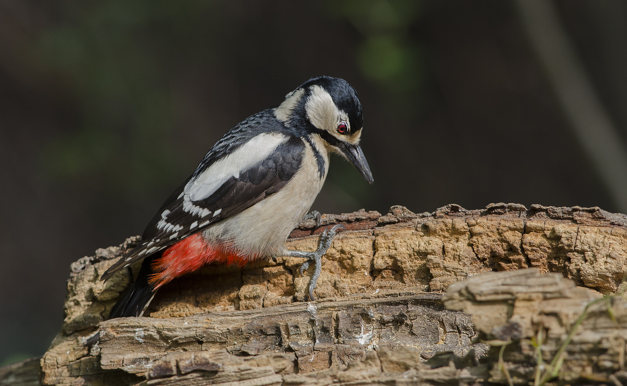 Great Spotted Woodpecker
