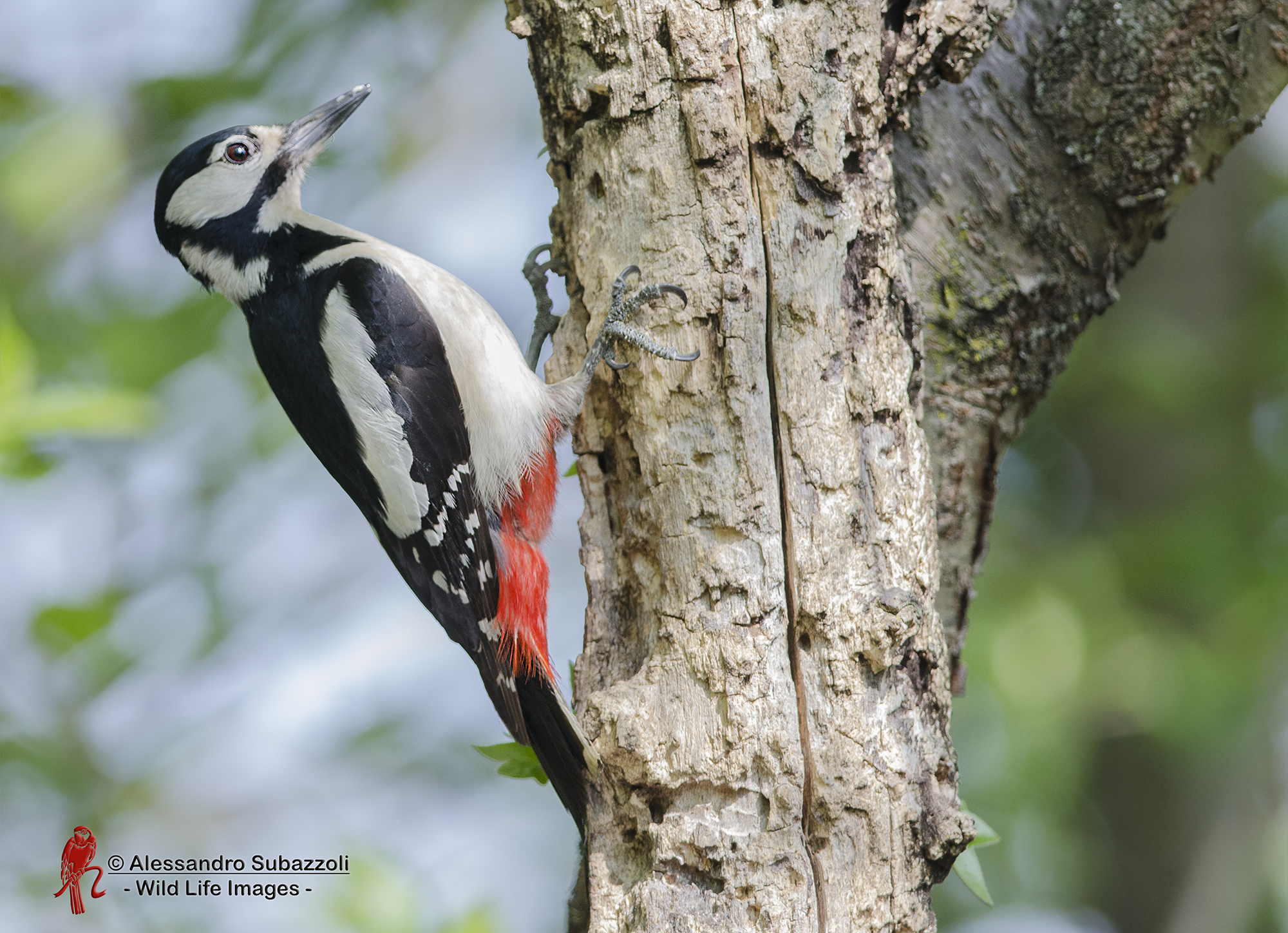 woodpecker