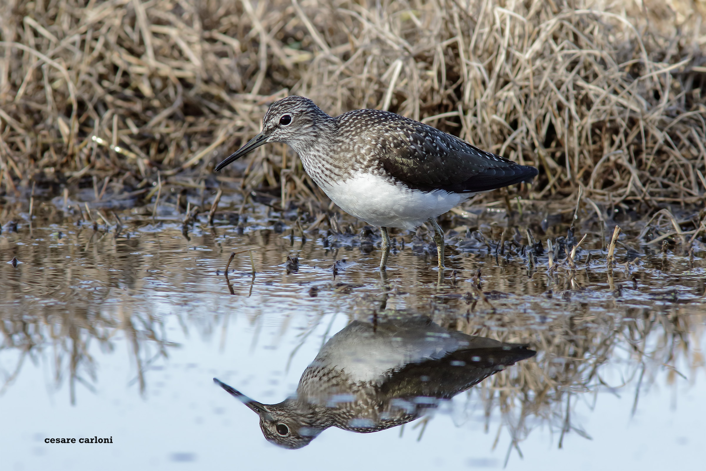 piro piro culbianco (tringa ochropus)