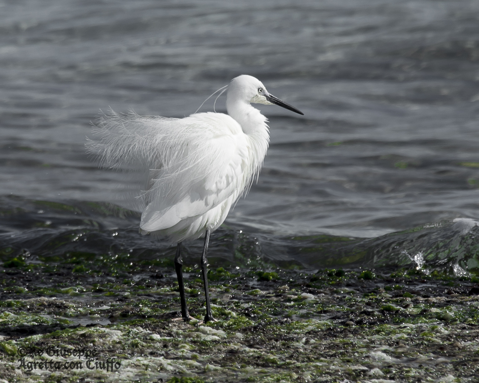 A little wind on my delicate plumage
