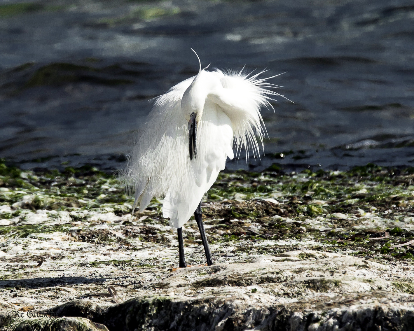 An Egret vain