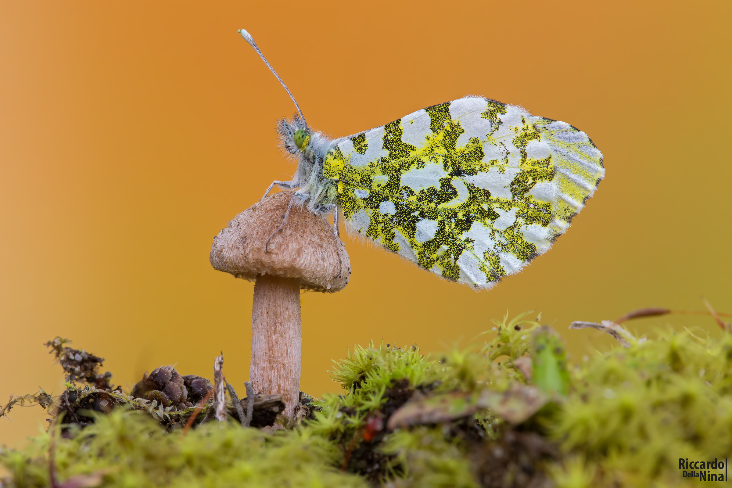 Anthocharis cardamines