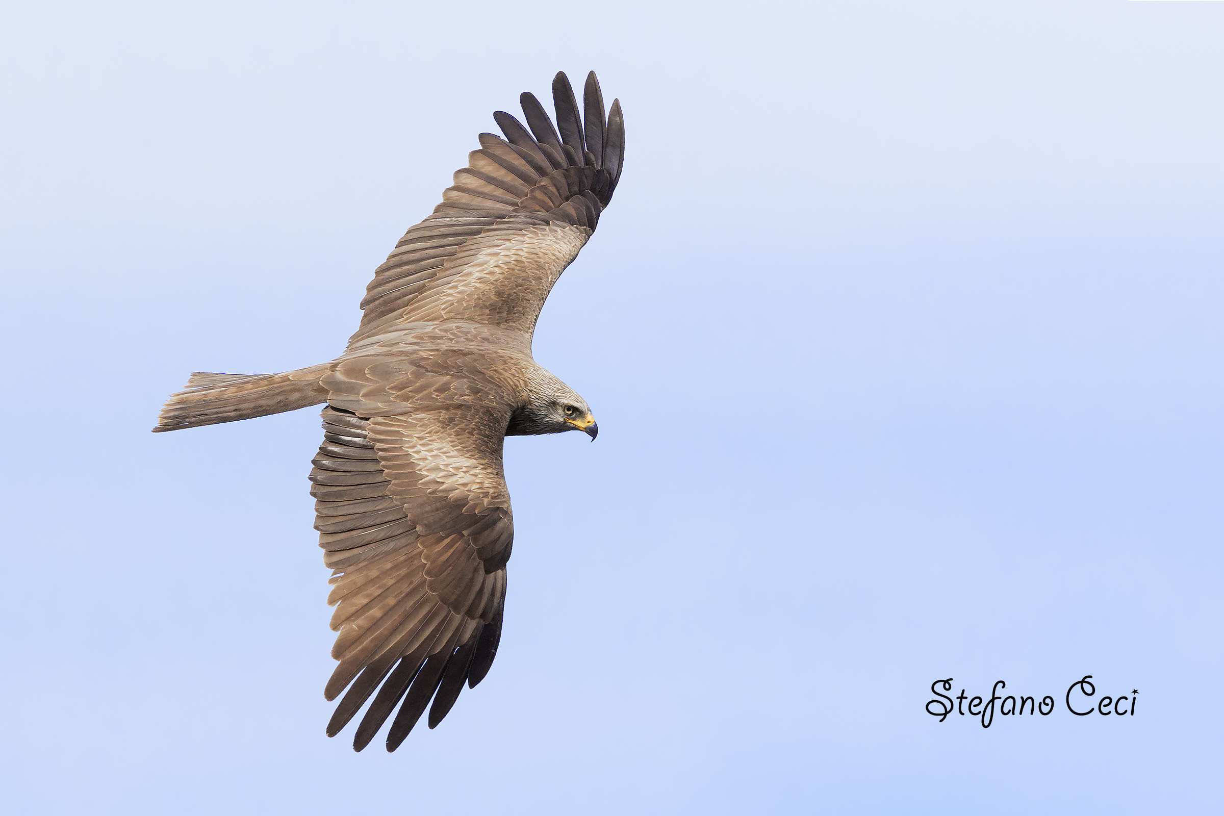 black kite