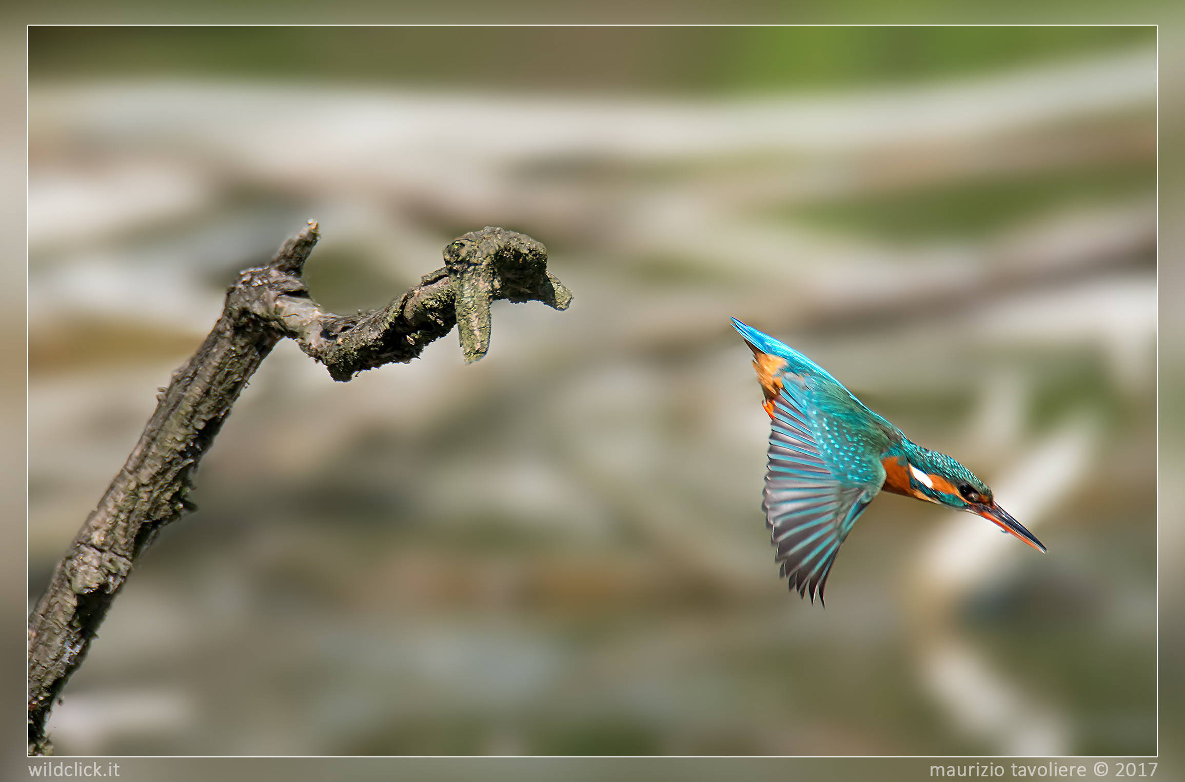 Martina pescatore (F) .. a caccia !!