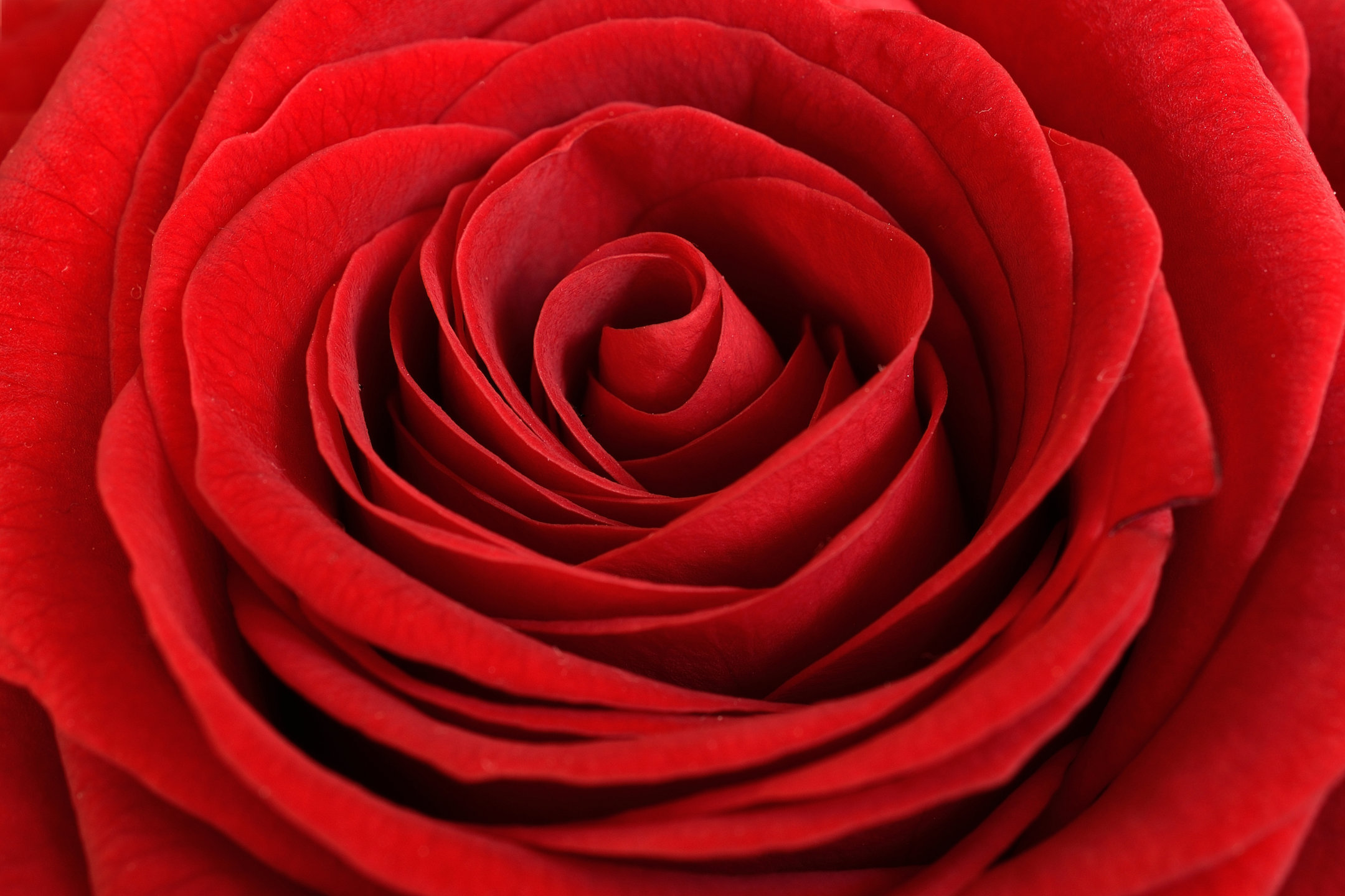 heart of red rose