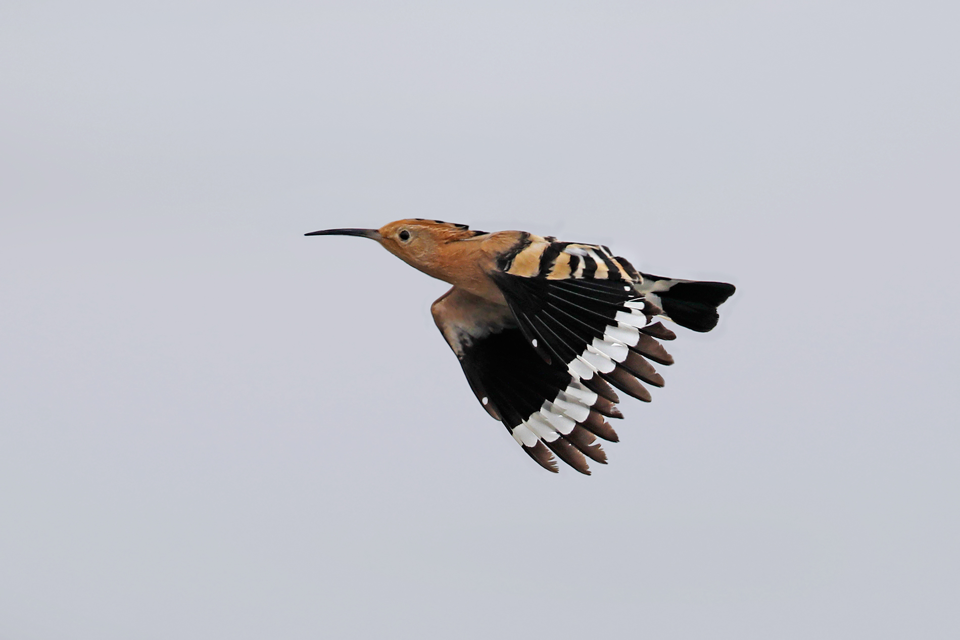 The hoopoe migration