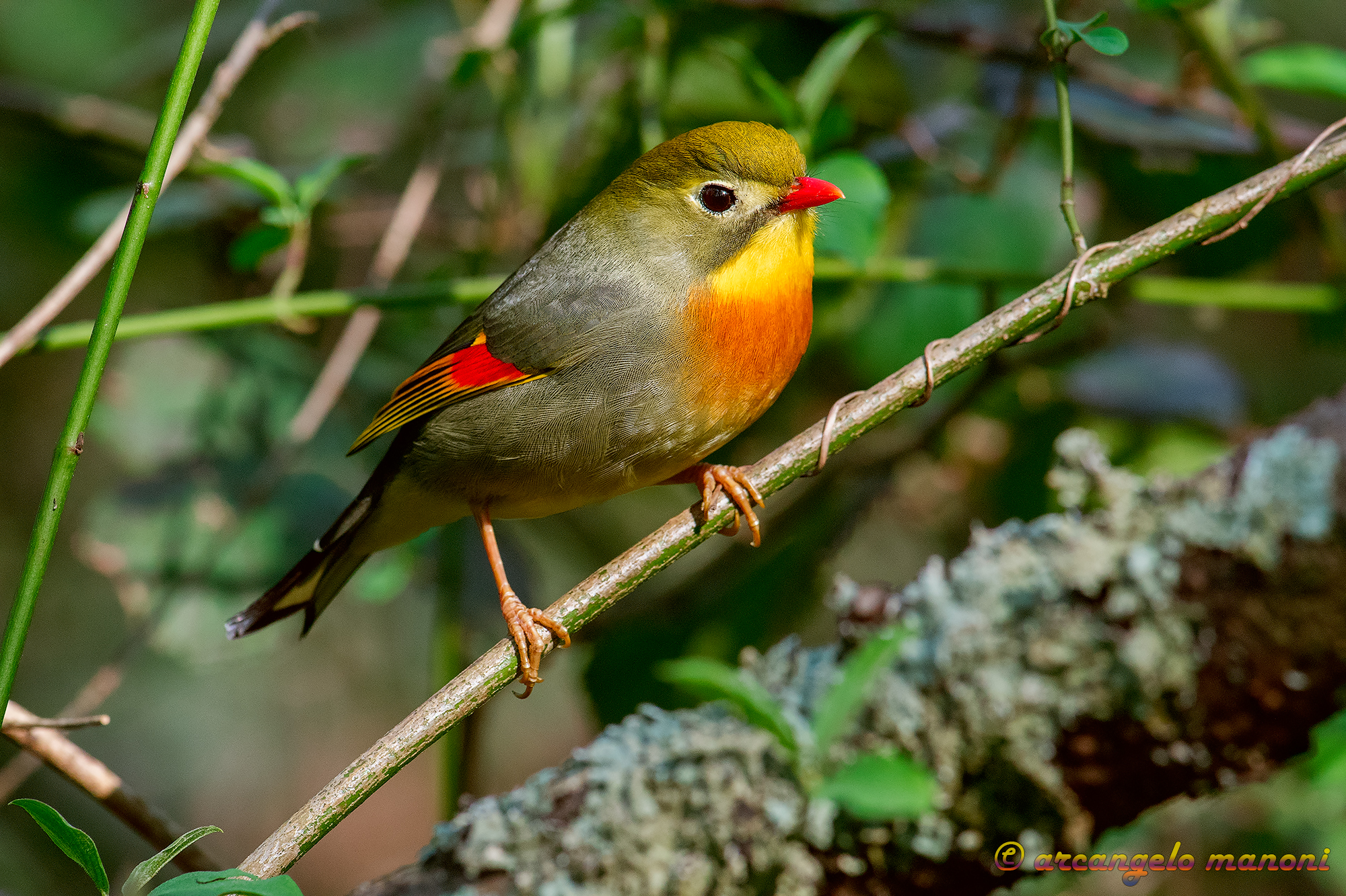 The nightingale of Japan in its 'conquered environment&#...