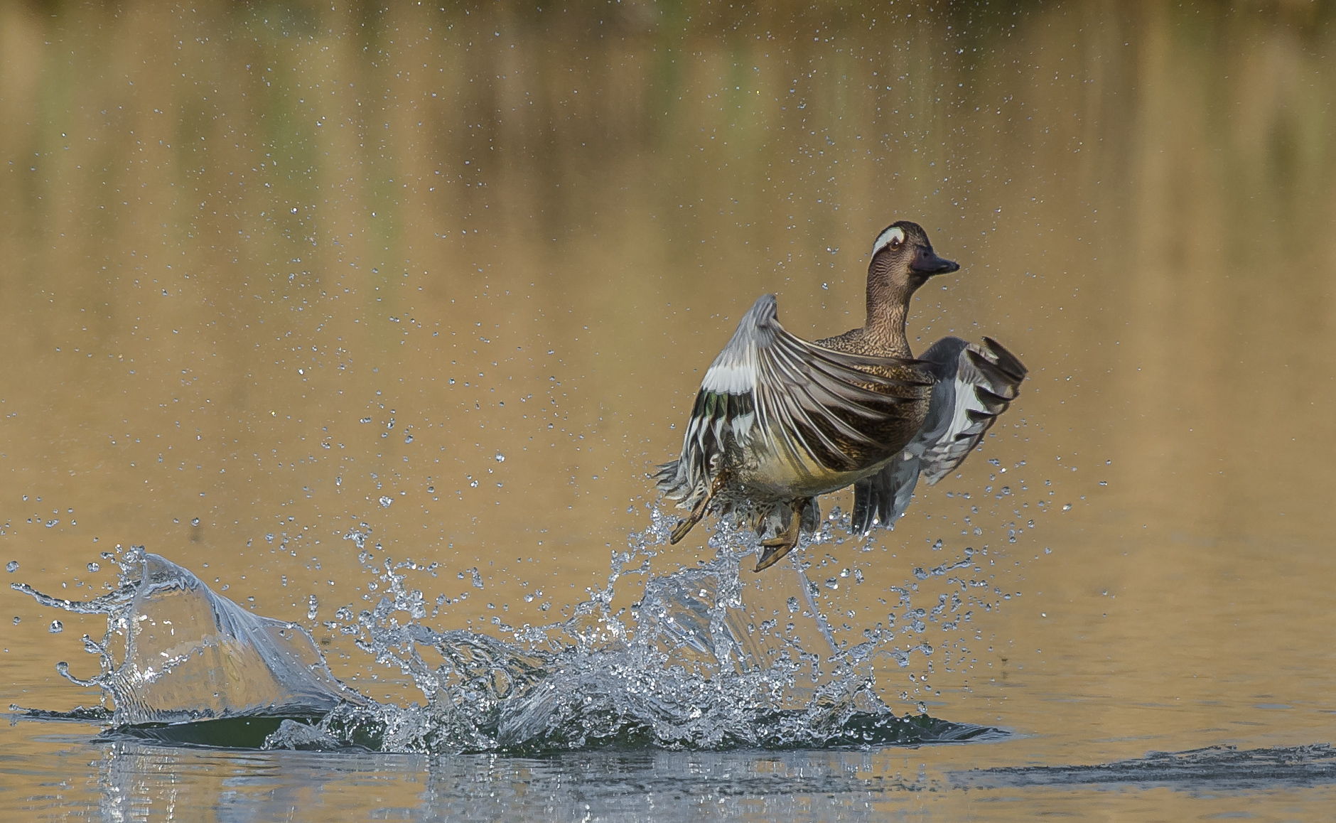 garganey