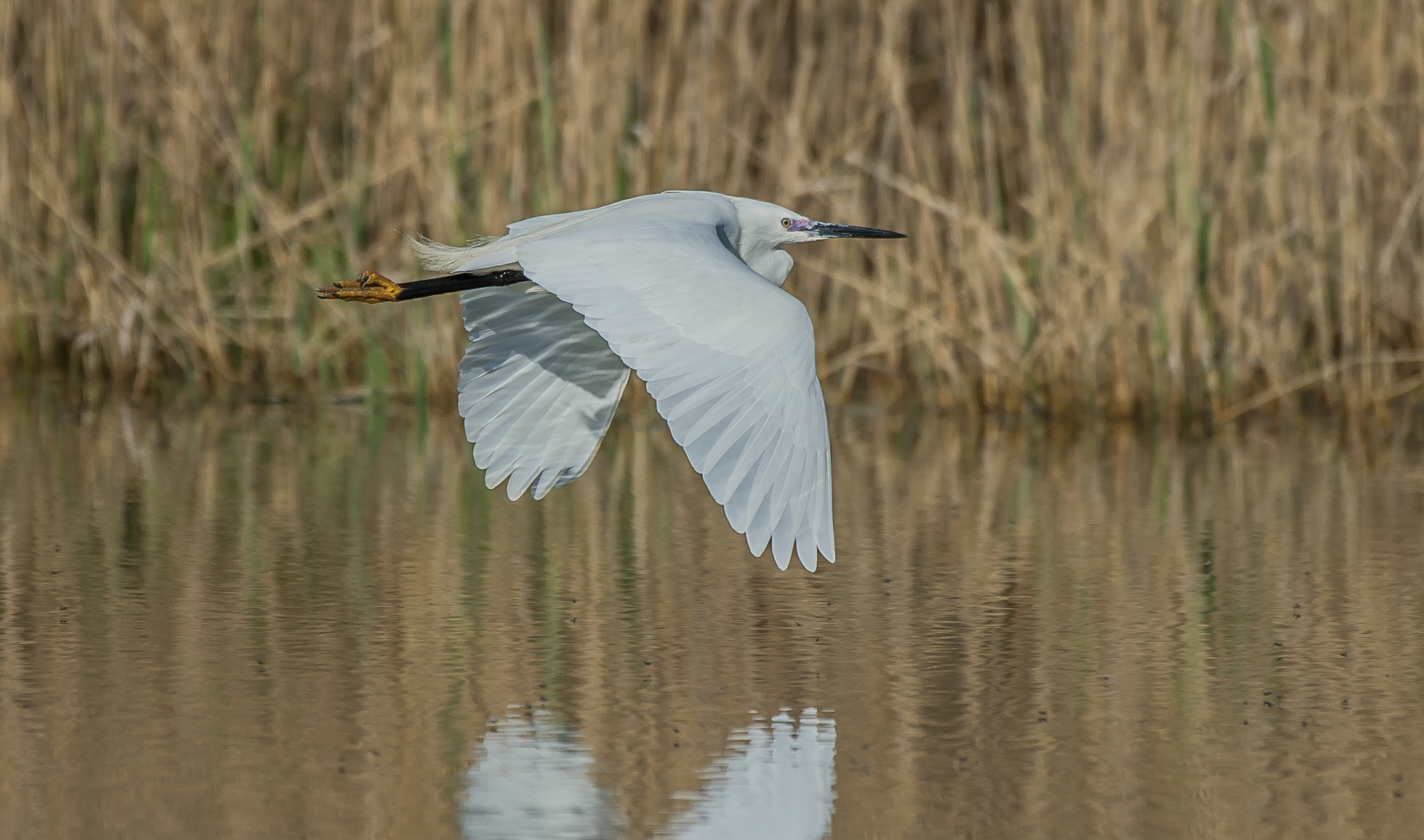 egret