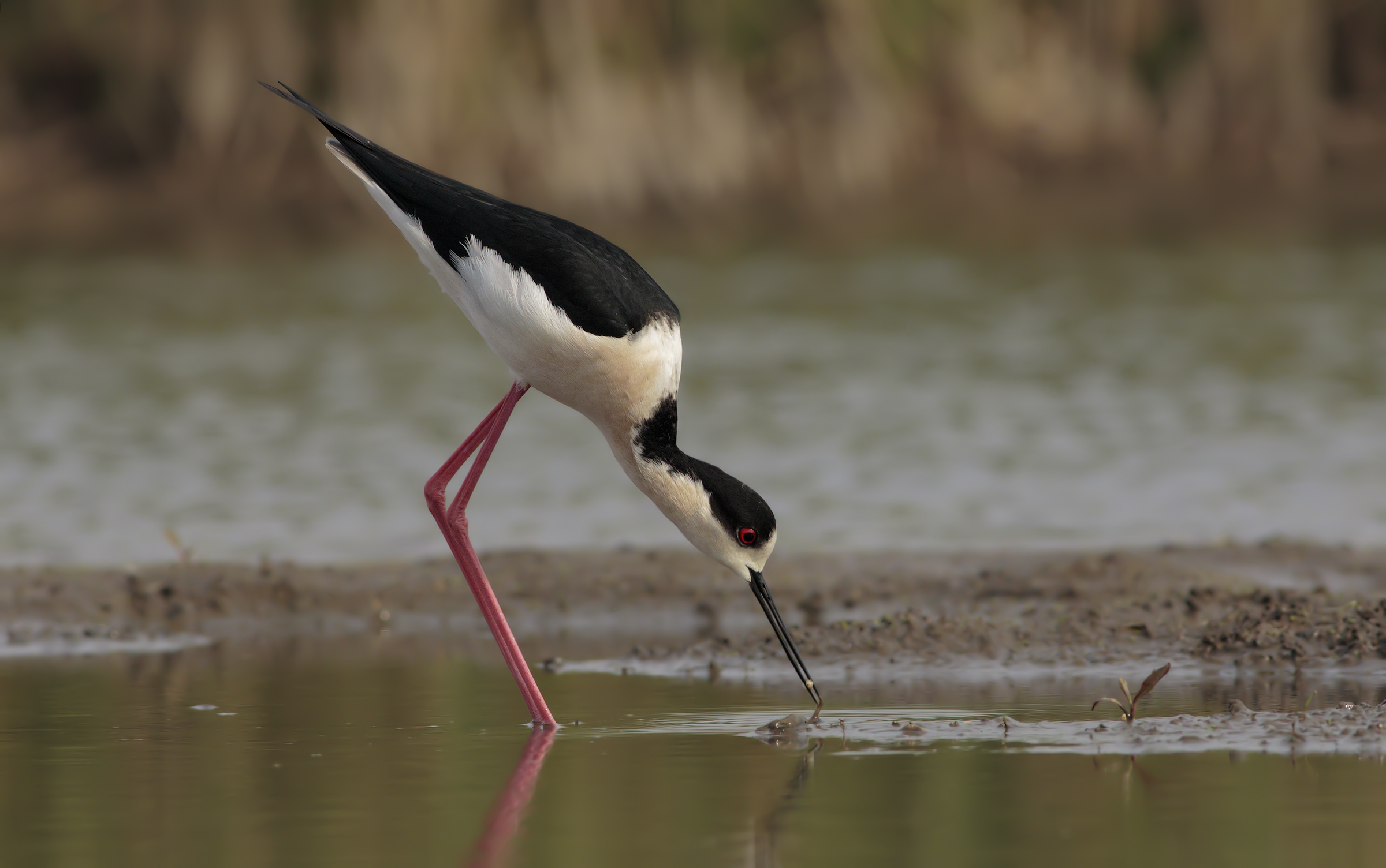 First arrivals of 2017