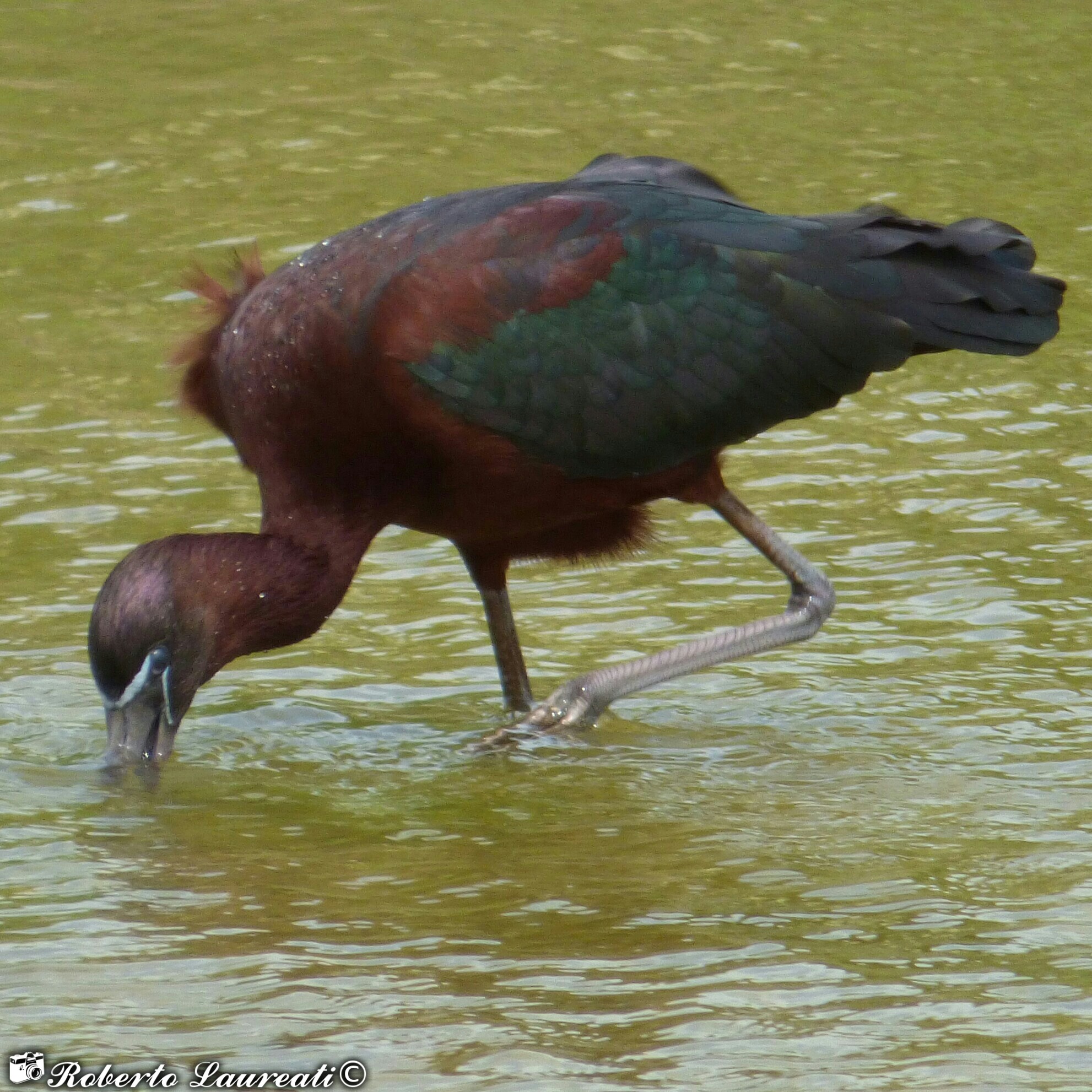 Glossy Ibis (Plegadis falcinellus)