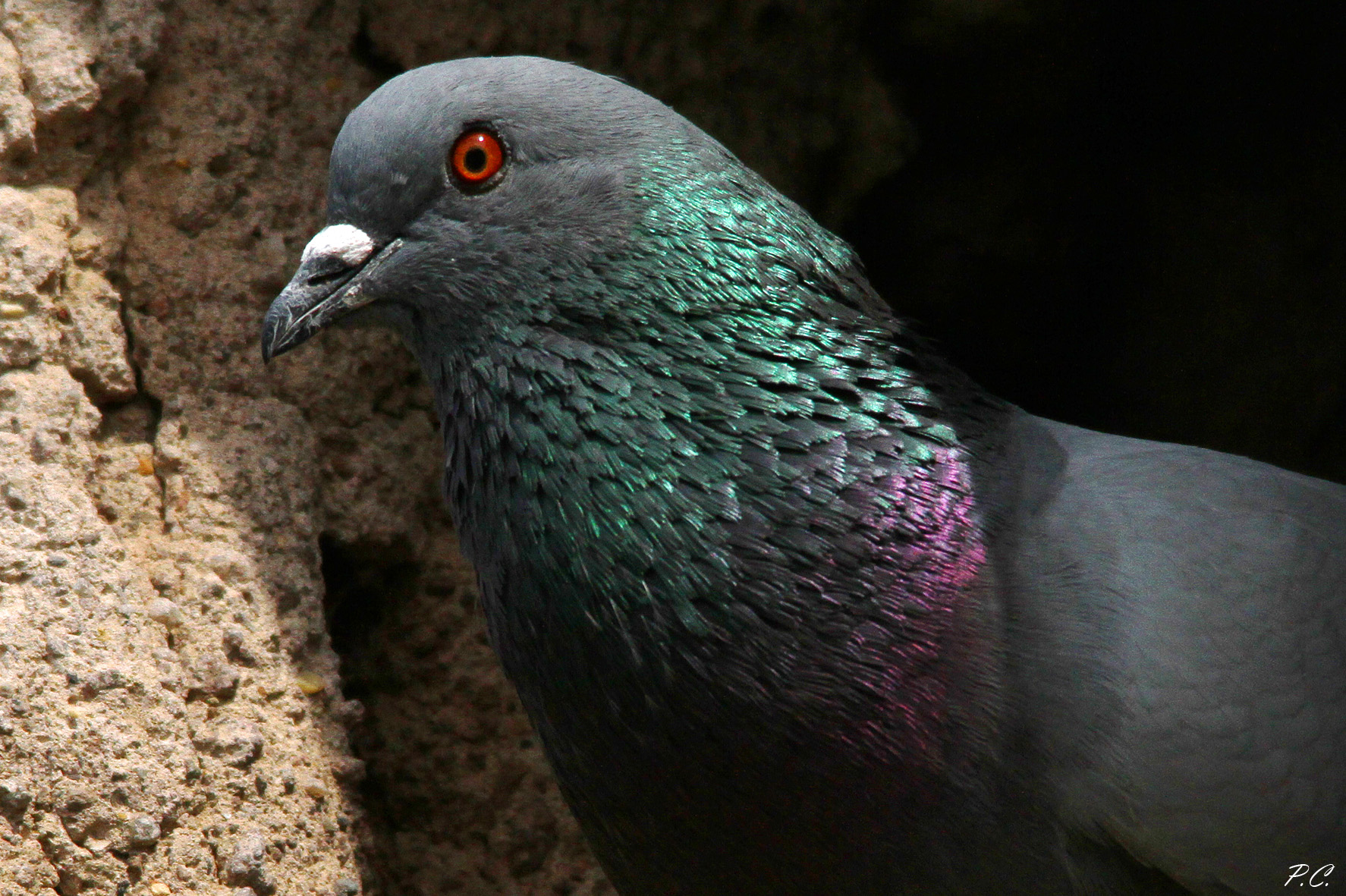 pigeon