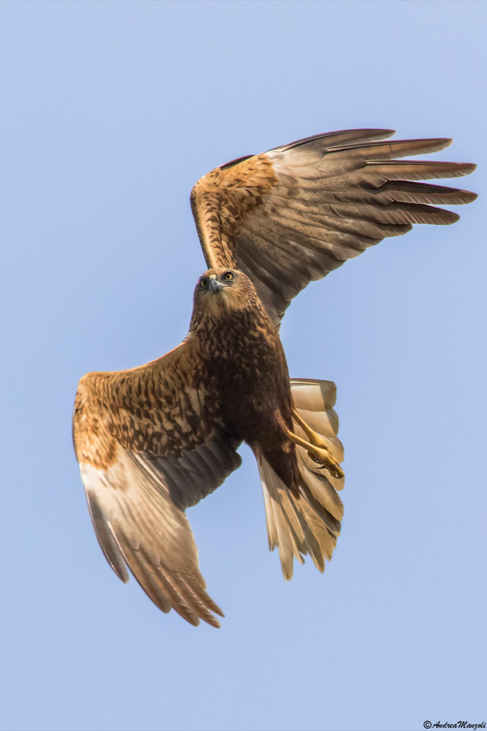 Evolution "Falco di Palude"