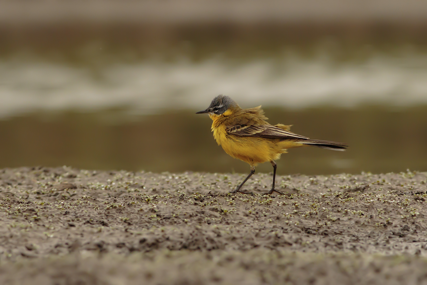 Yellow Wagtail