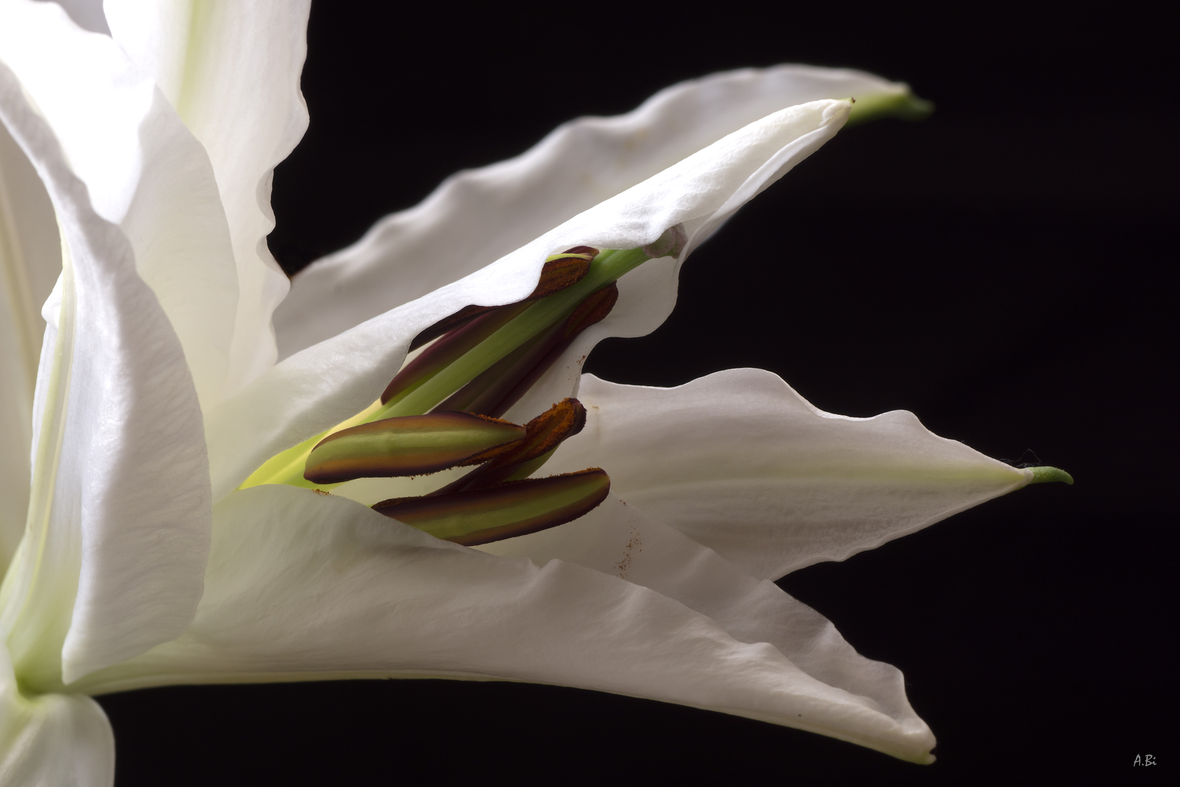 Lilium