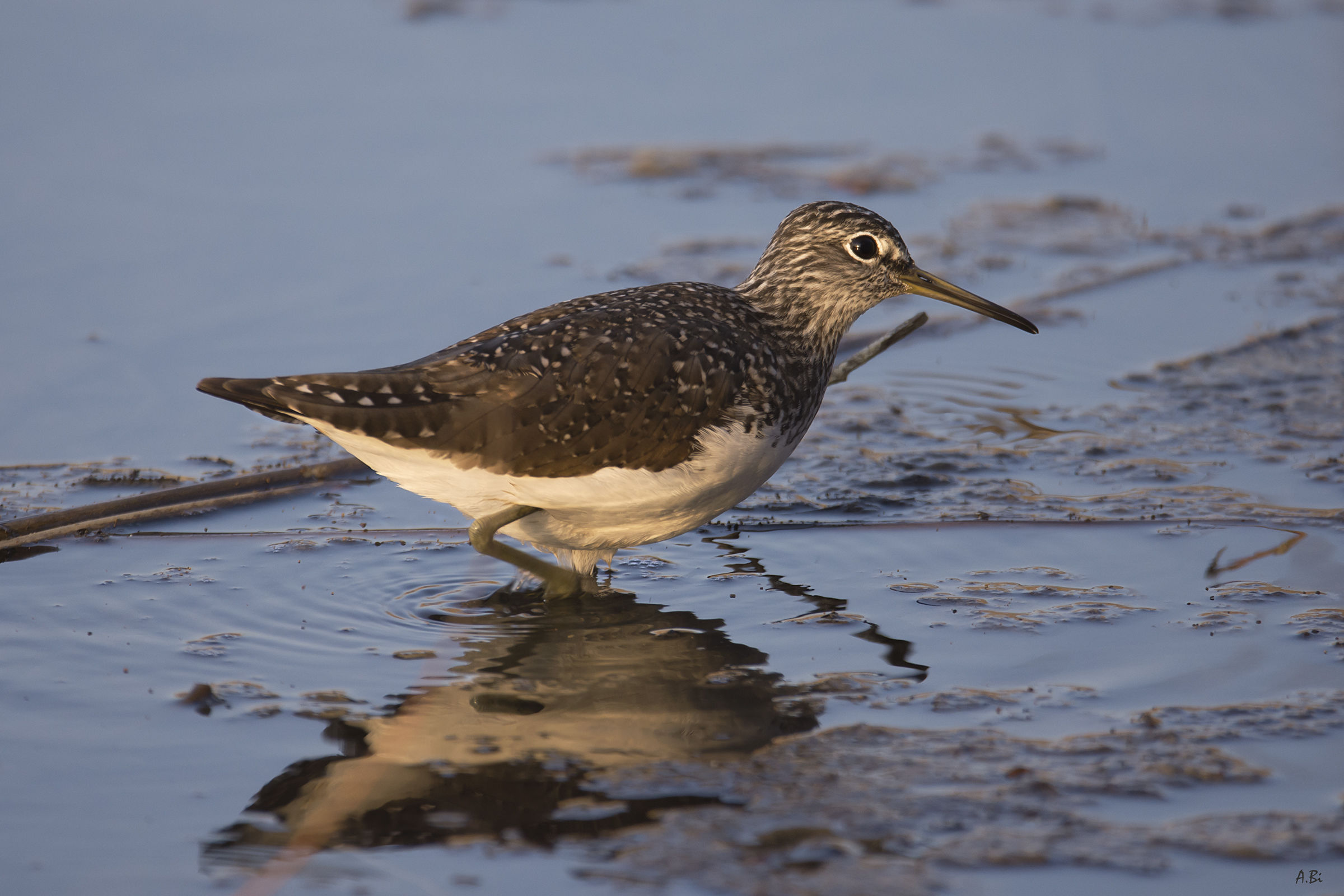 Green Sandpiper