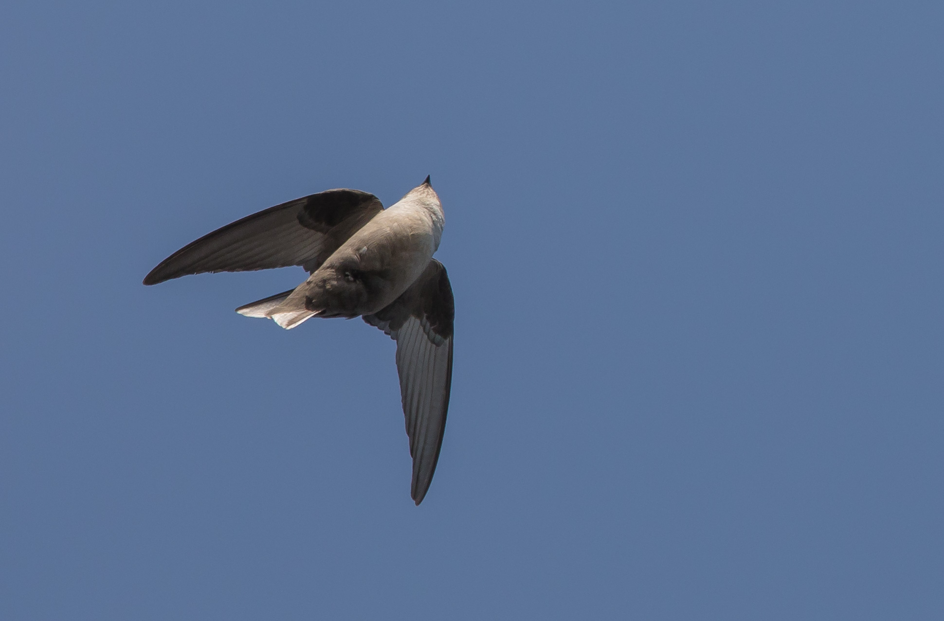 Rondine di Montagna ...torsione per avvitamento!