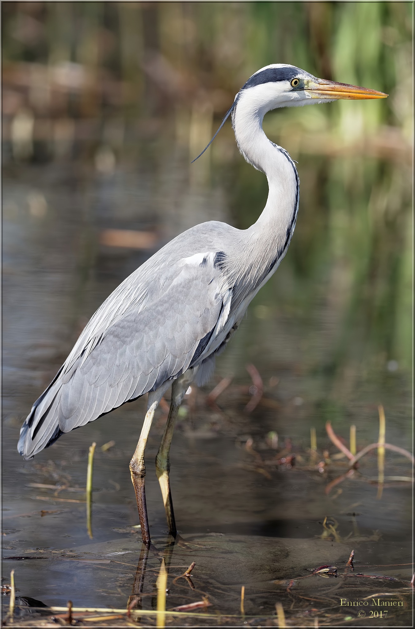 Gray Heron - Ardea cinerea
