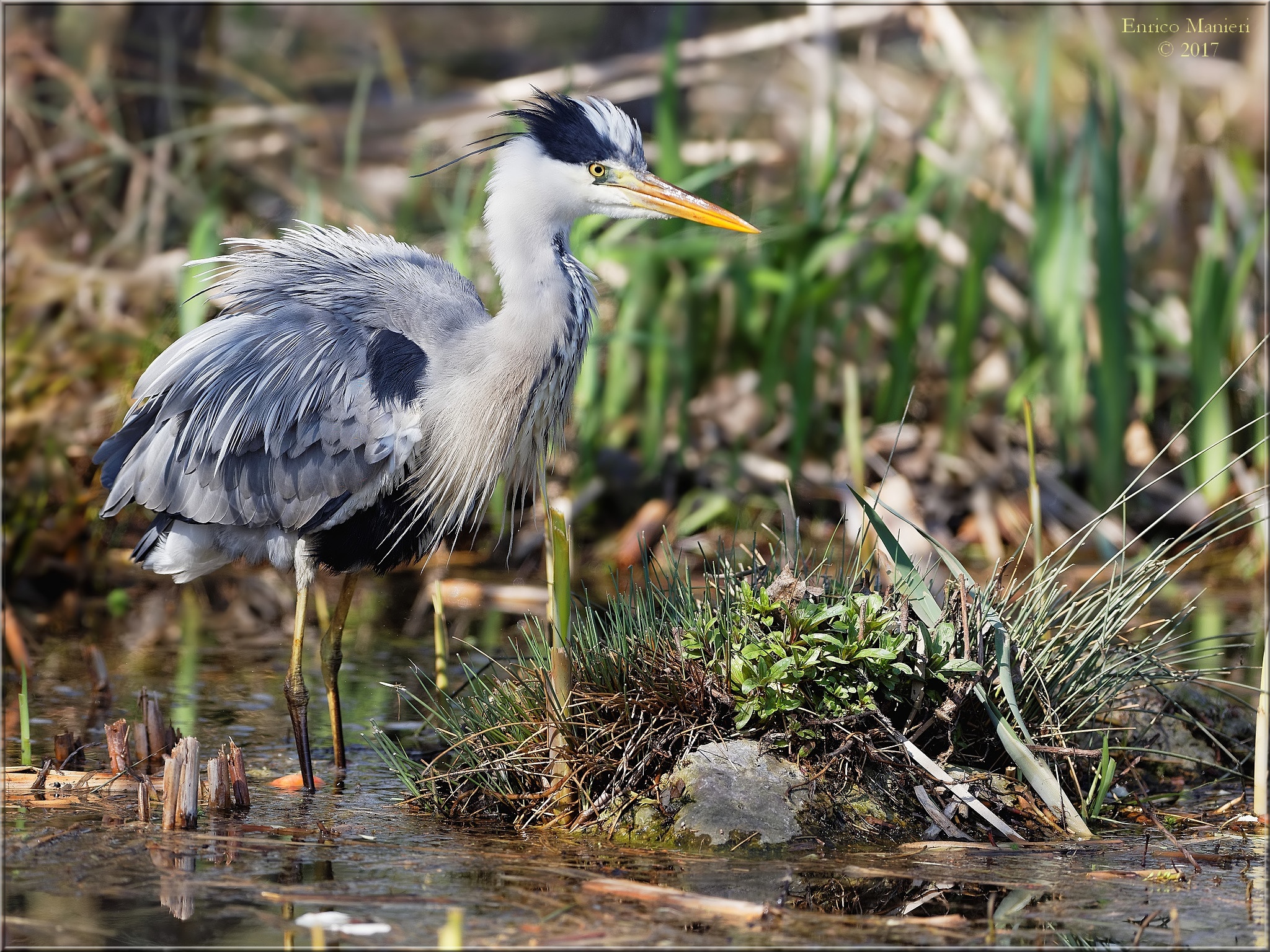 Gray Heron - Ardea cinerea