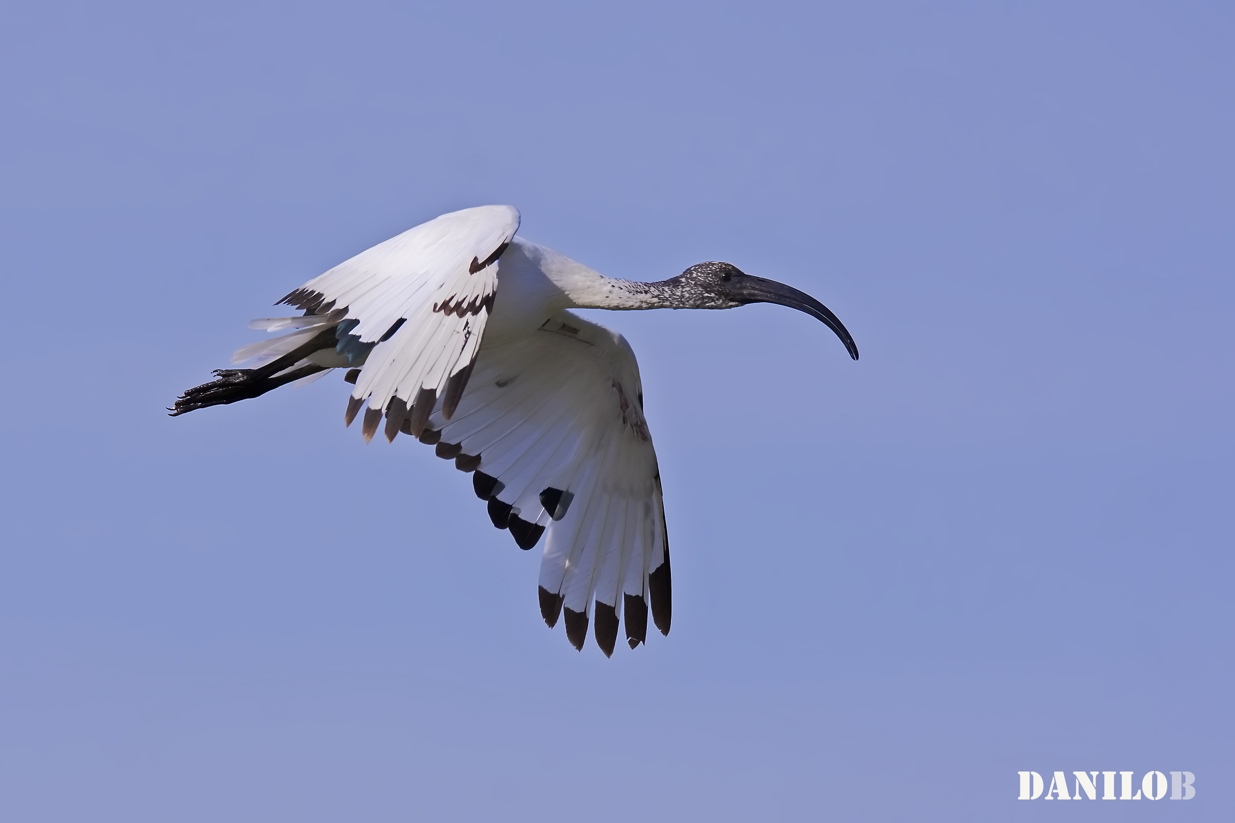 Ibis