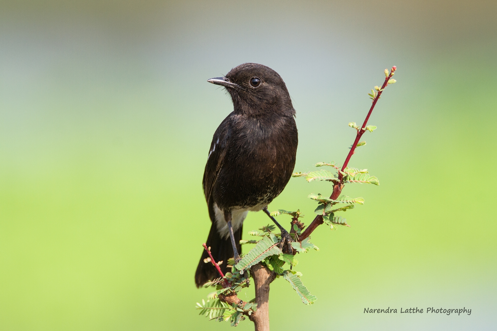 Pied Bushchat