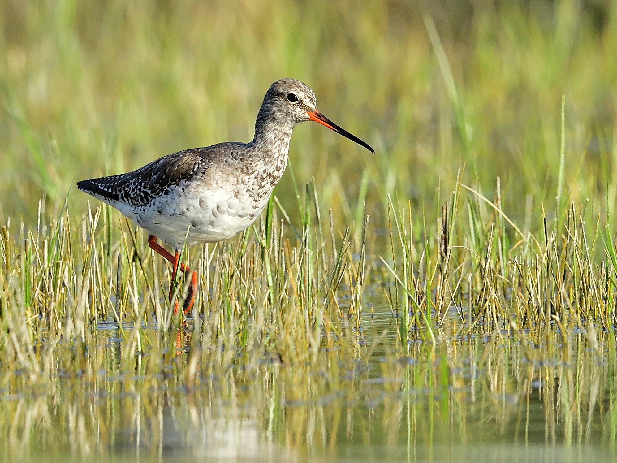 Spotted Redshank in summer suit