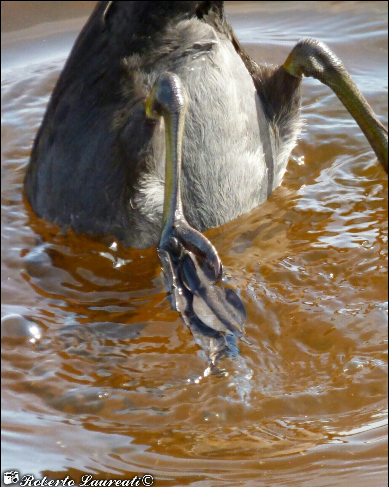 Coot (Fulica atra)