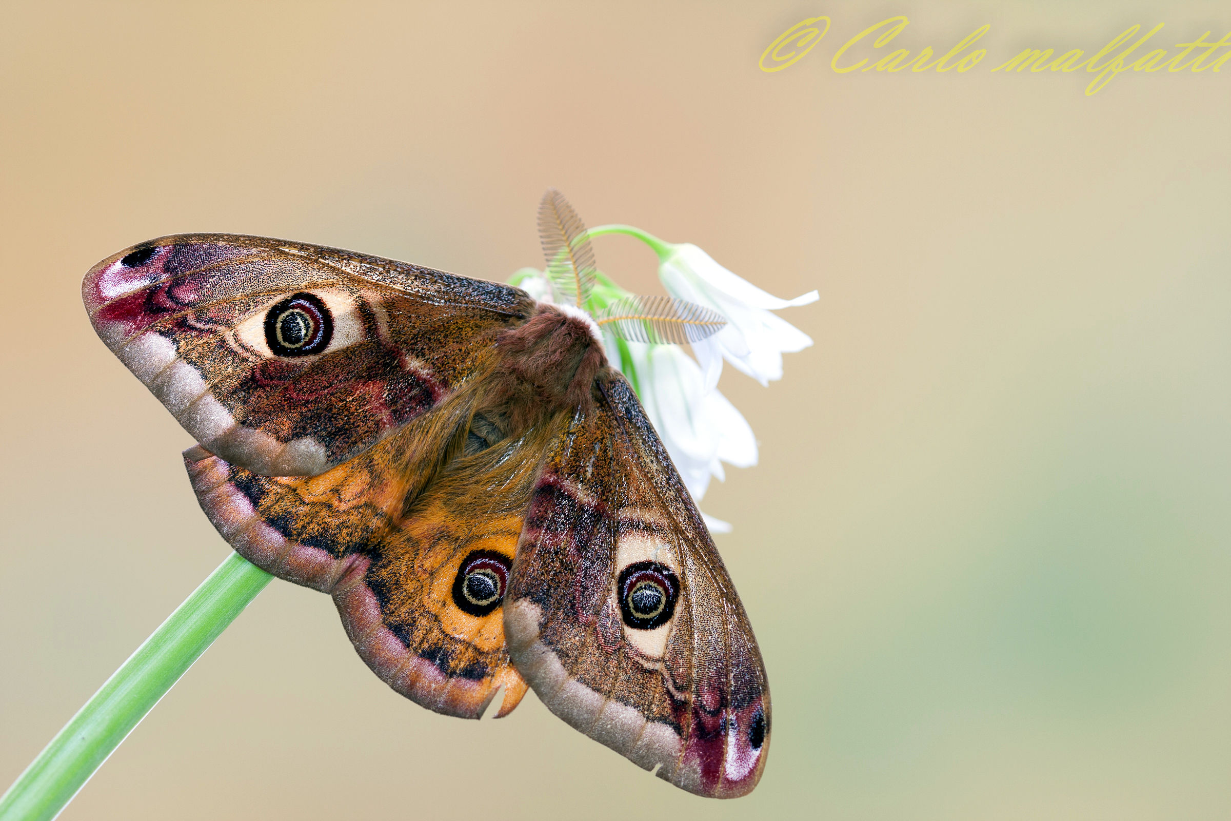 A ma gli occhi......