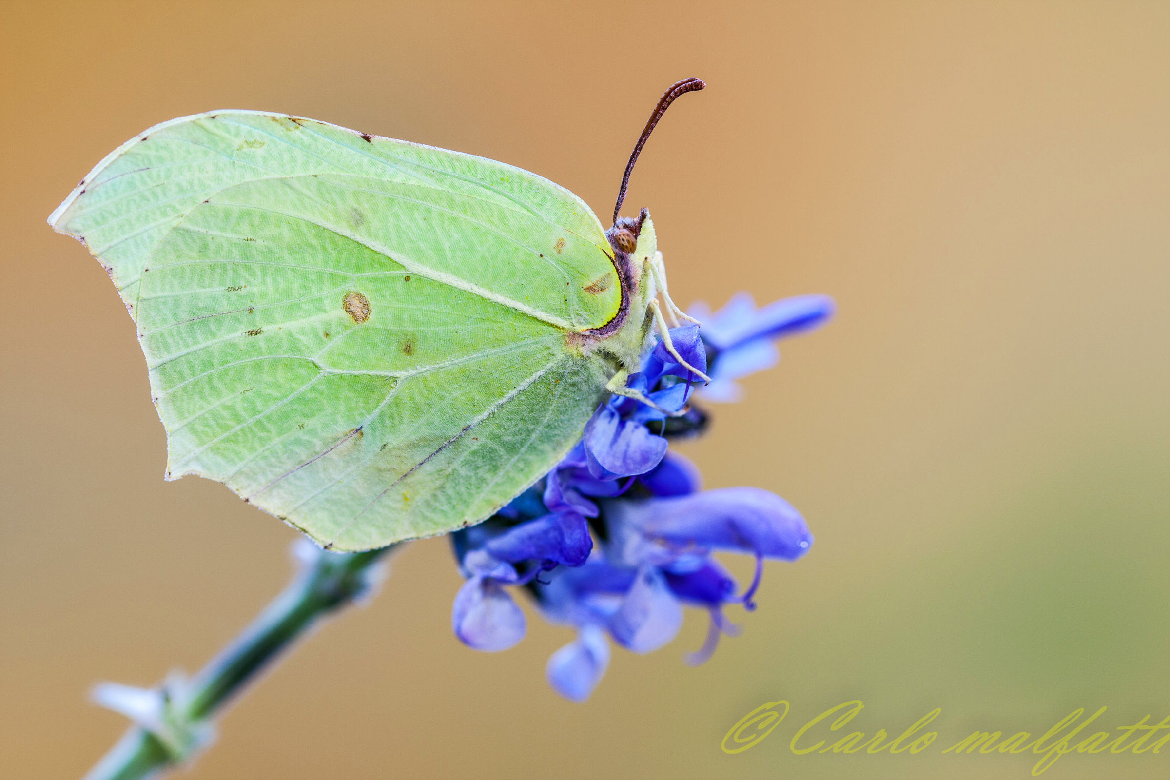 cedronella di aprile.....