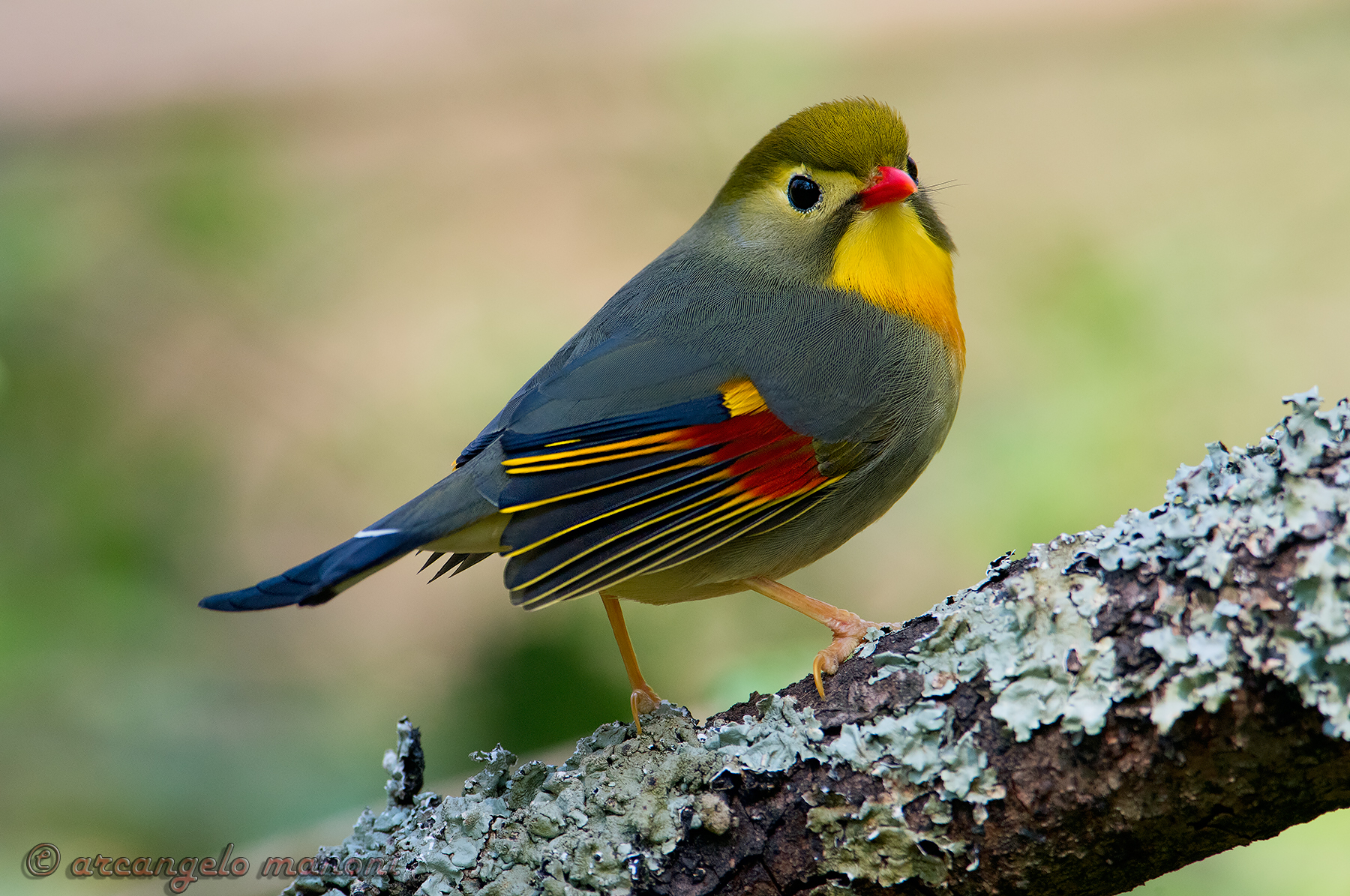 The splendor of the nightingale of Japan