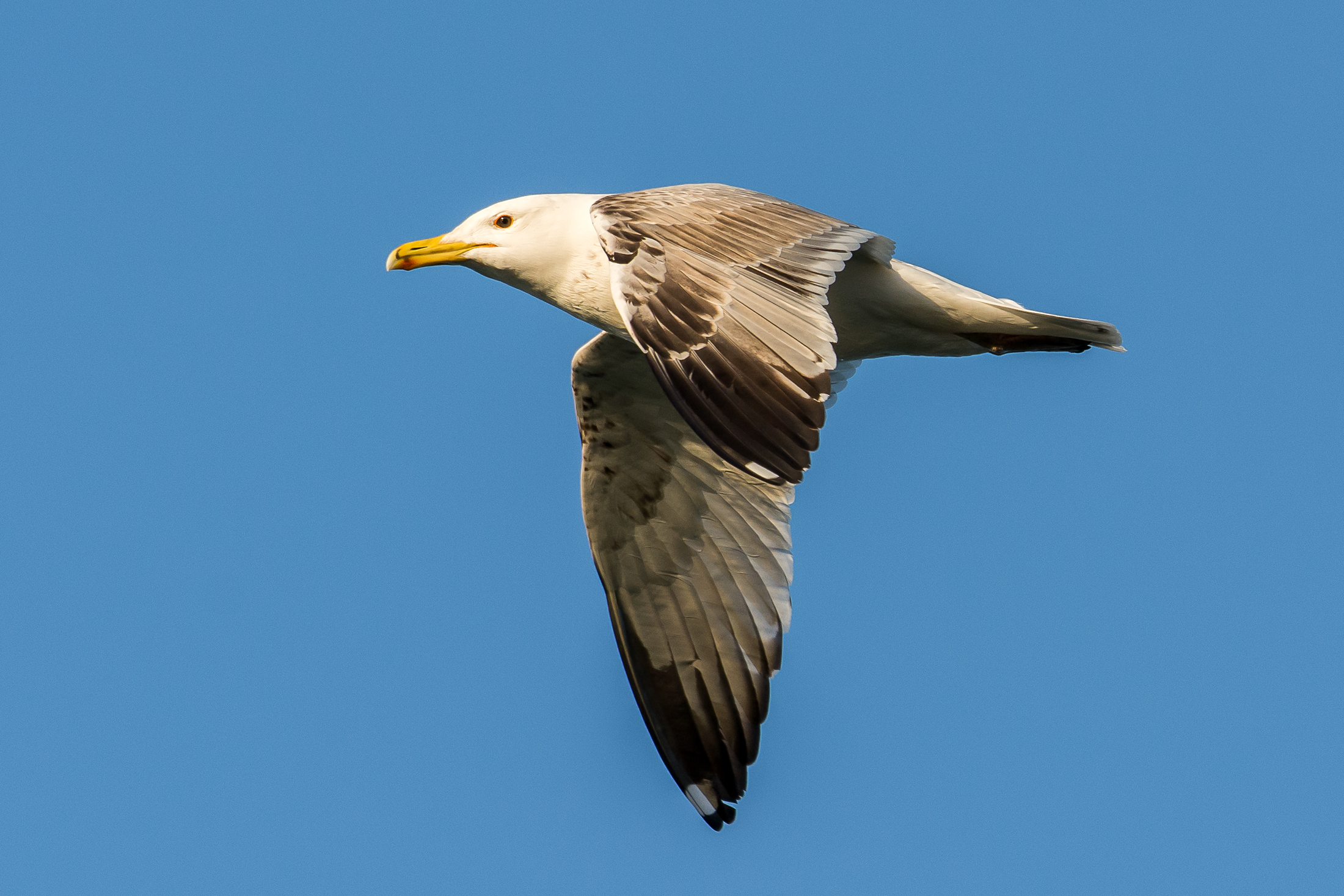 Caspian gull /Larus cachinnans/