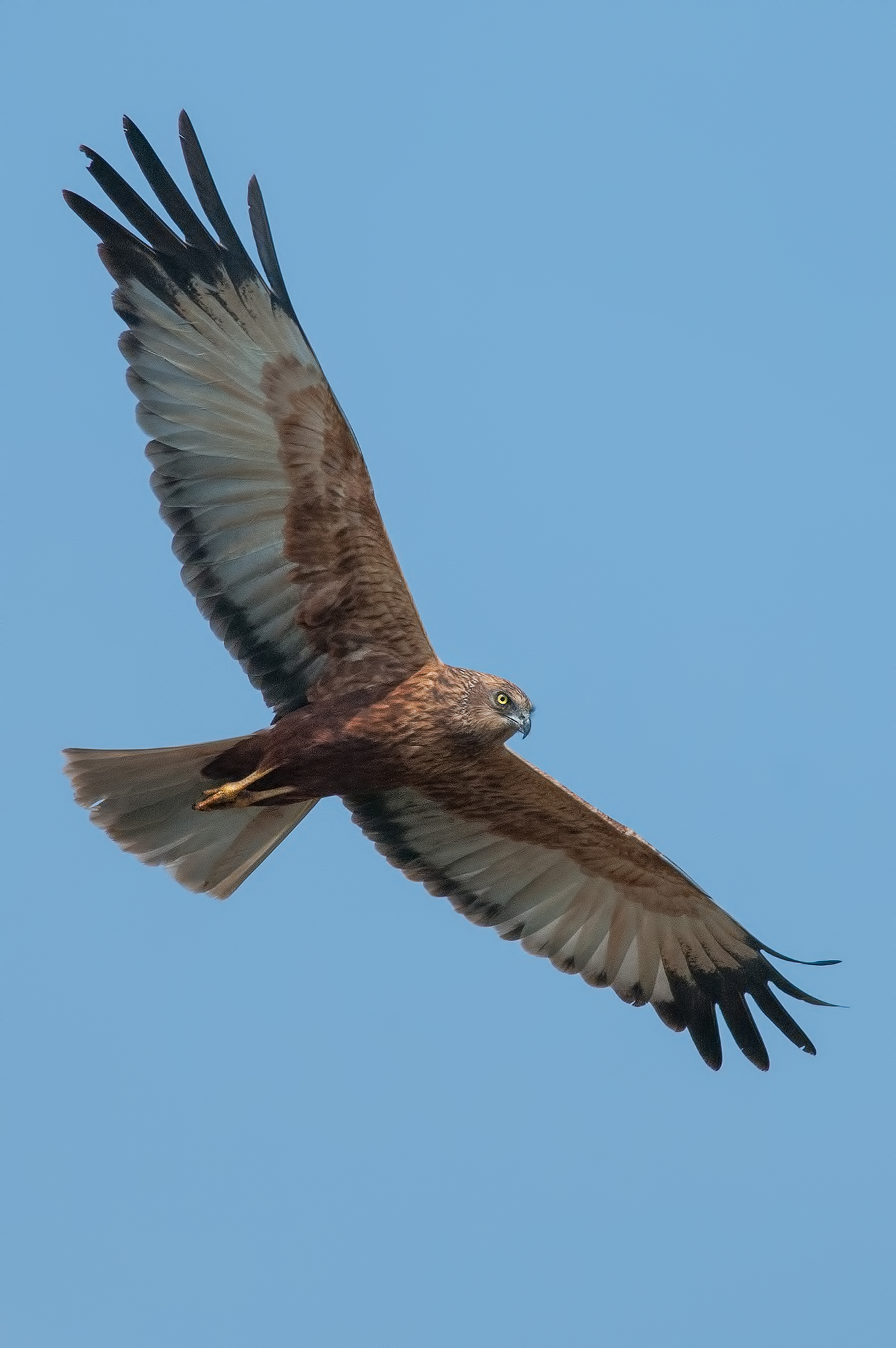Marsh Harrier
