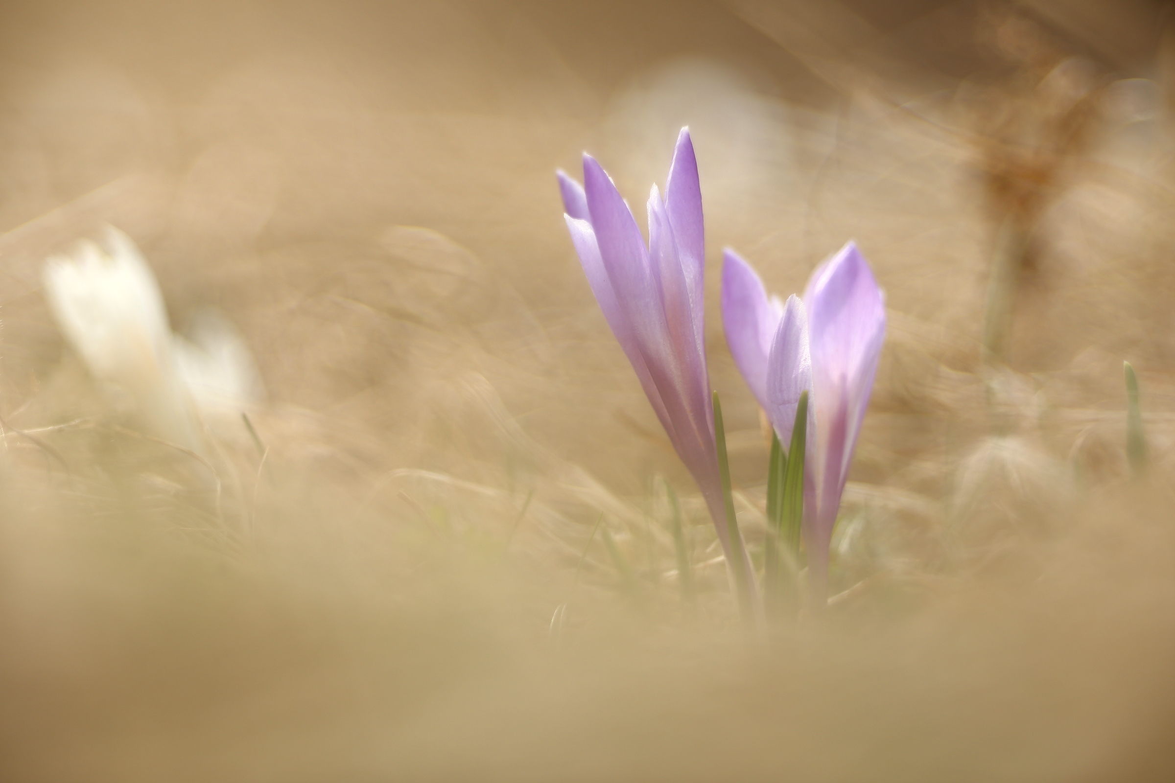 Crocus