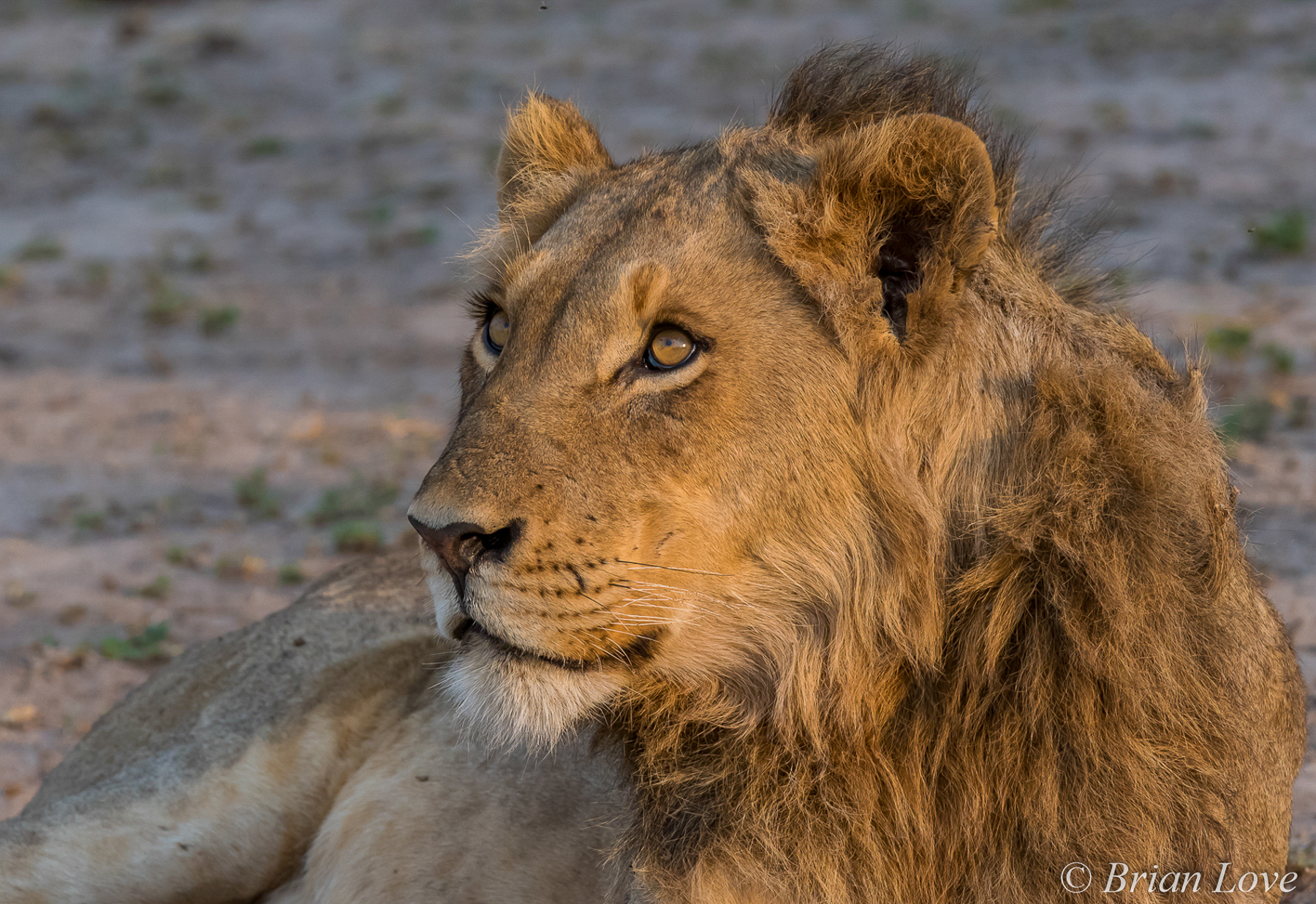 Portrait of a Future King