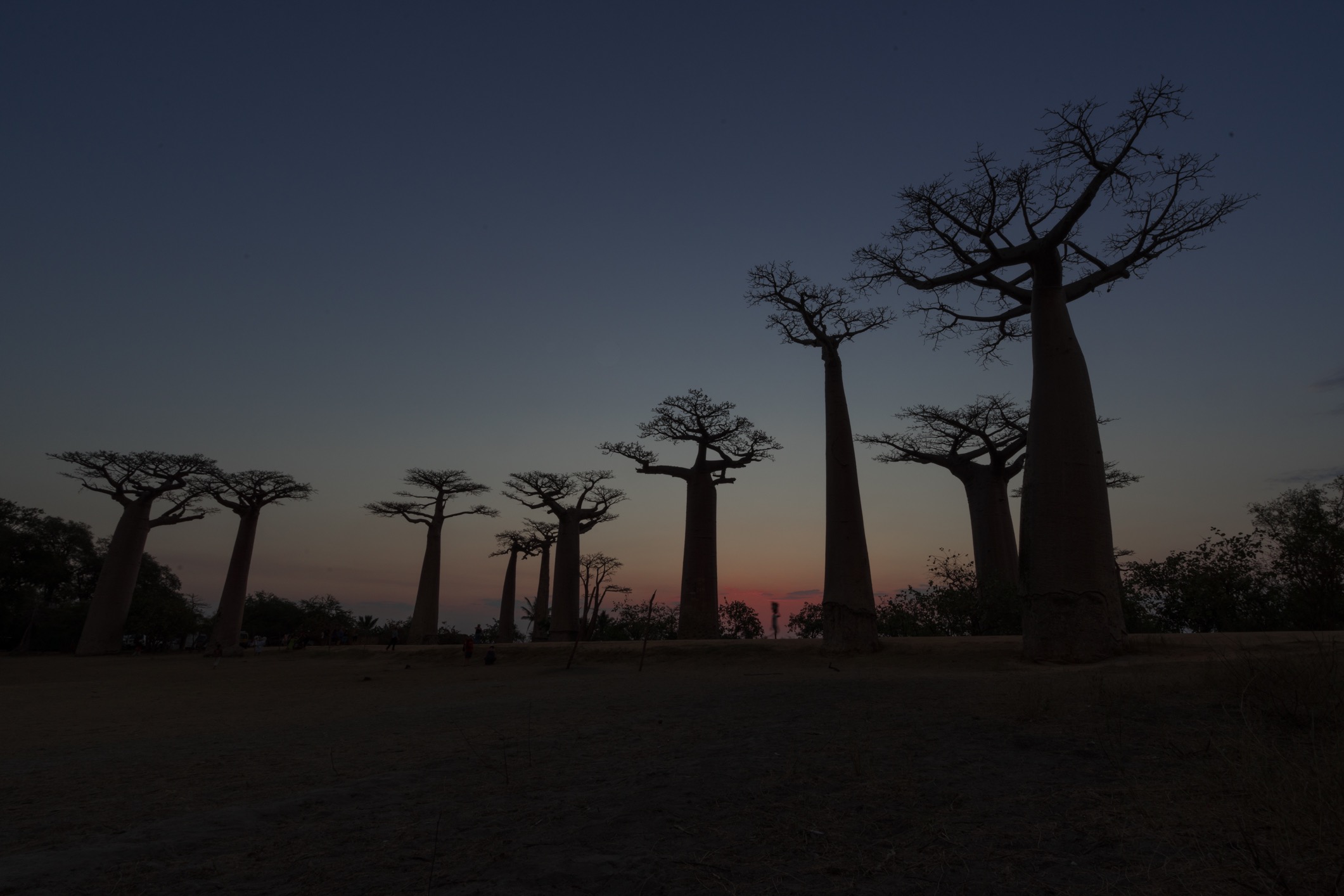 Allee des Baobab