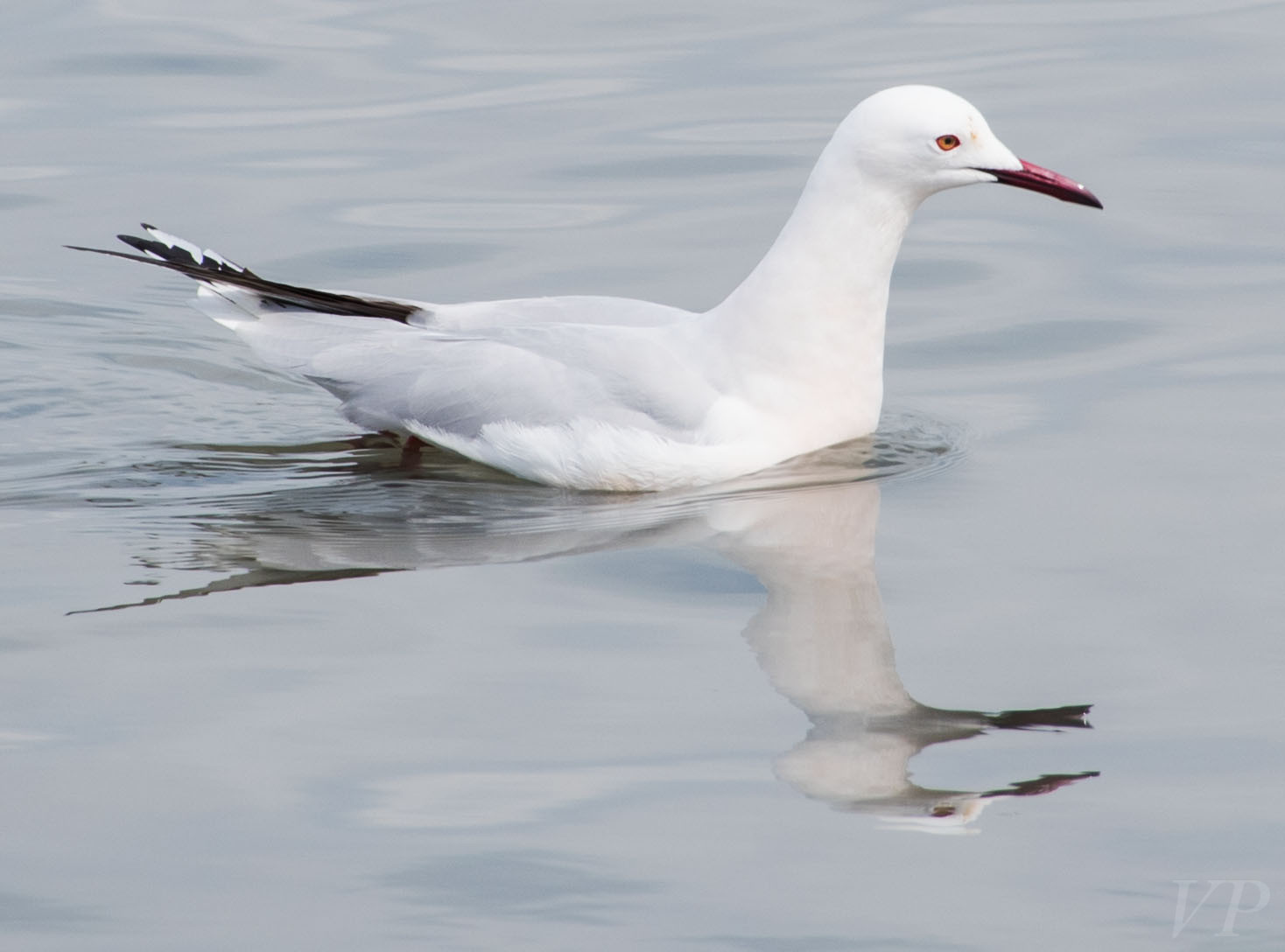 Gull Molentargius