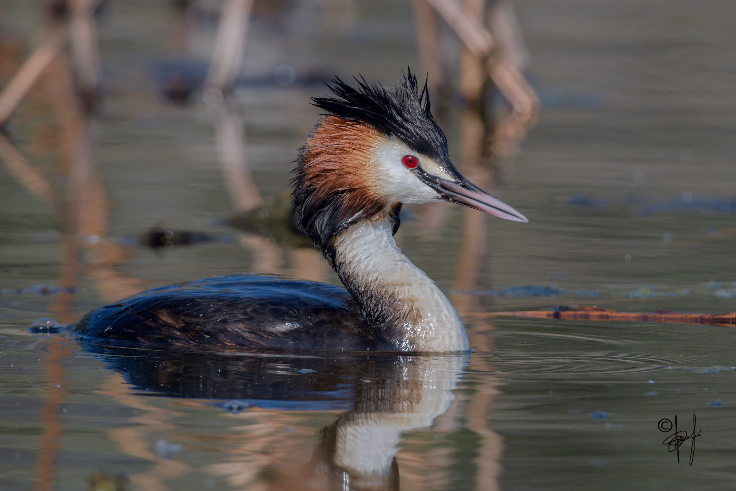 Great Crested Grebe