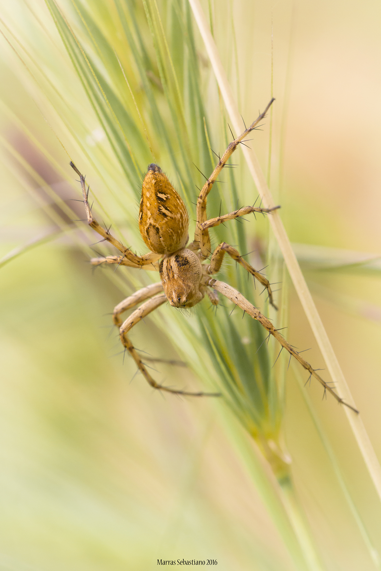Oxiopes heterophthalmus