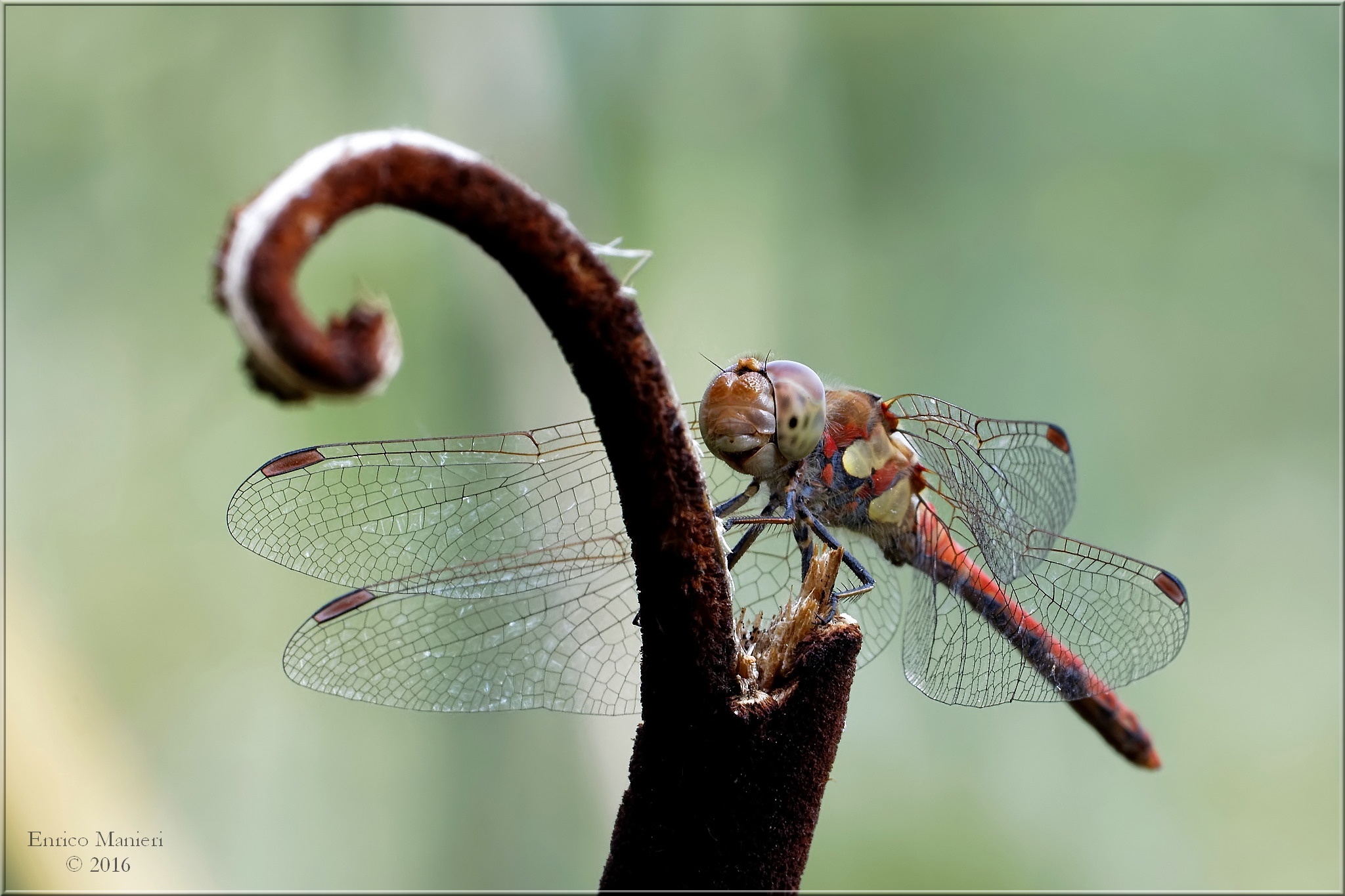 Sympetrum striolatum