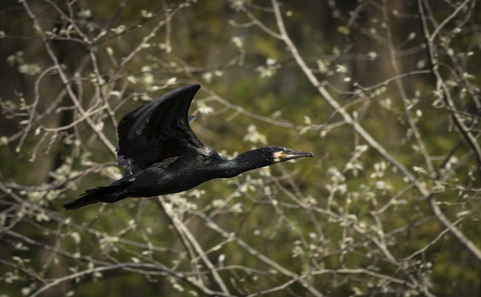 Flight of the Cormorant