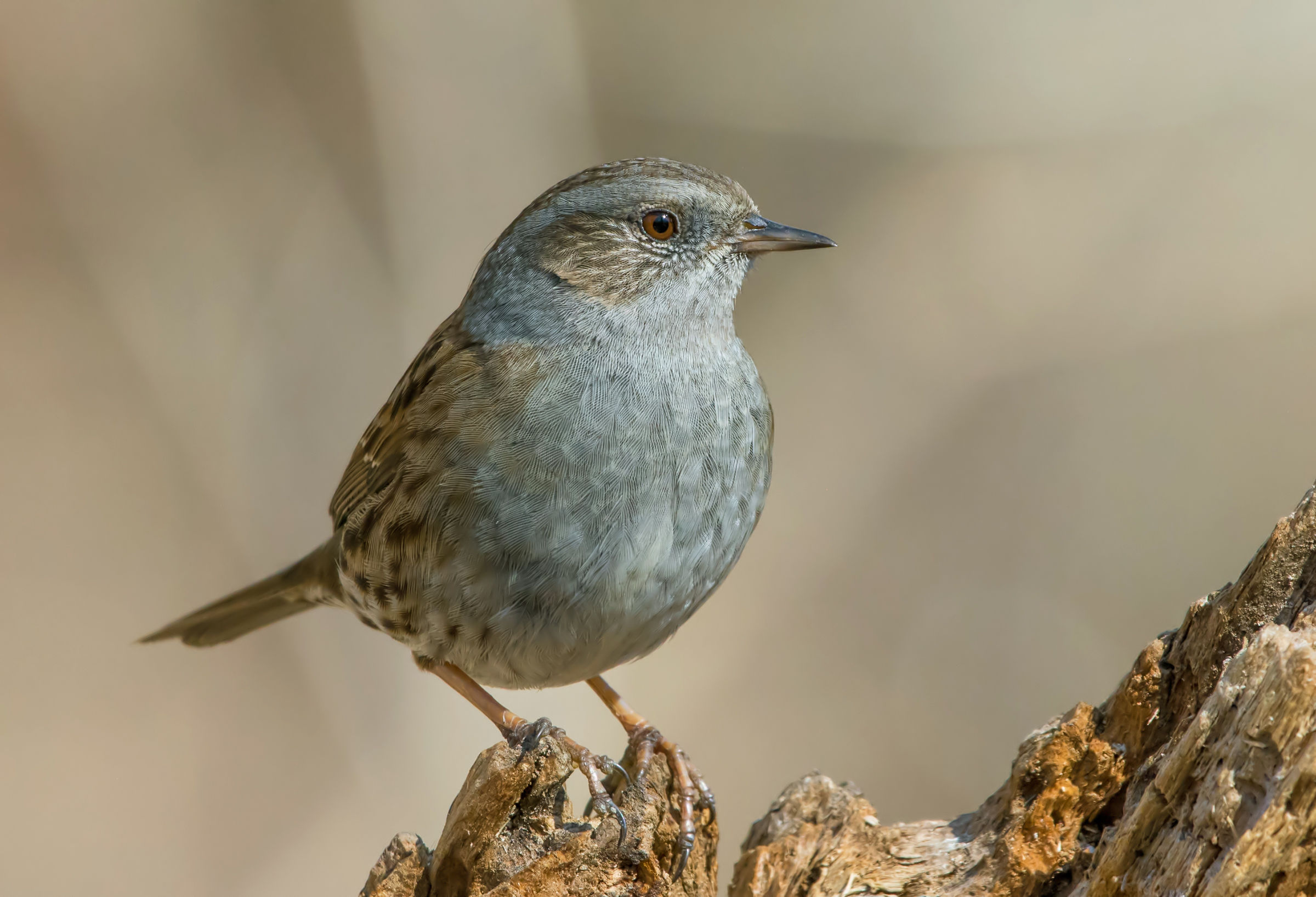 Dunnock