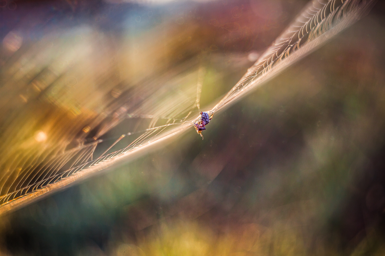 On the trail of spider nests