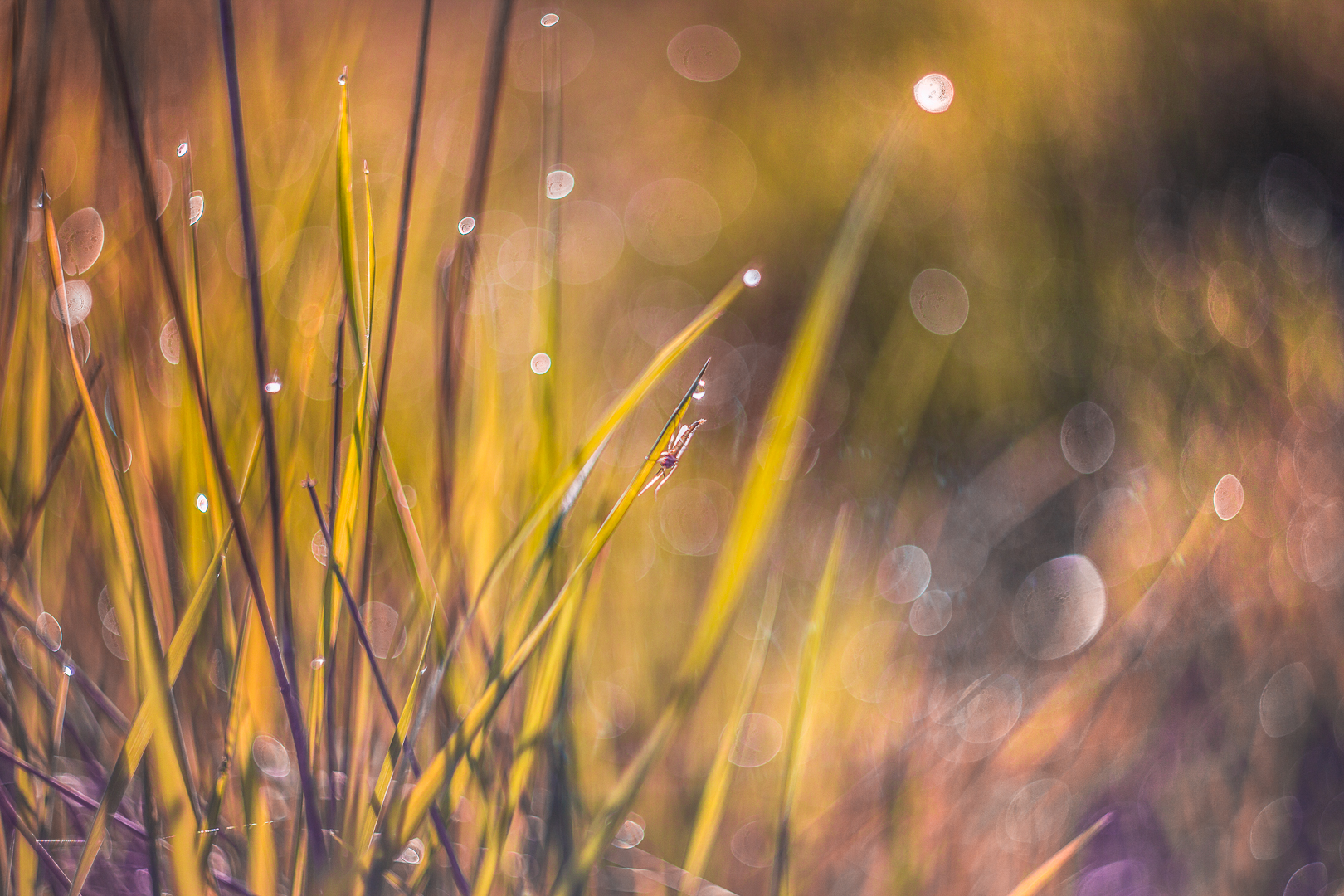 Sunrise in the swamp
