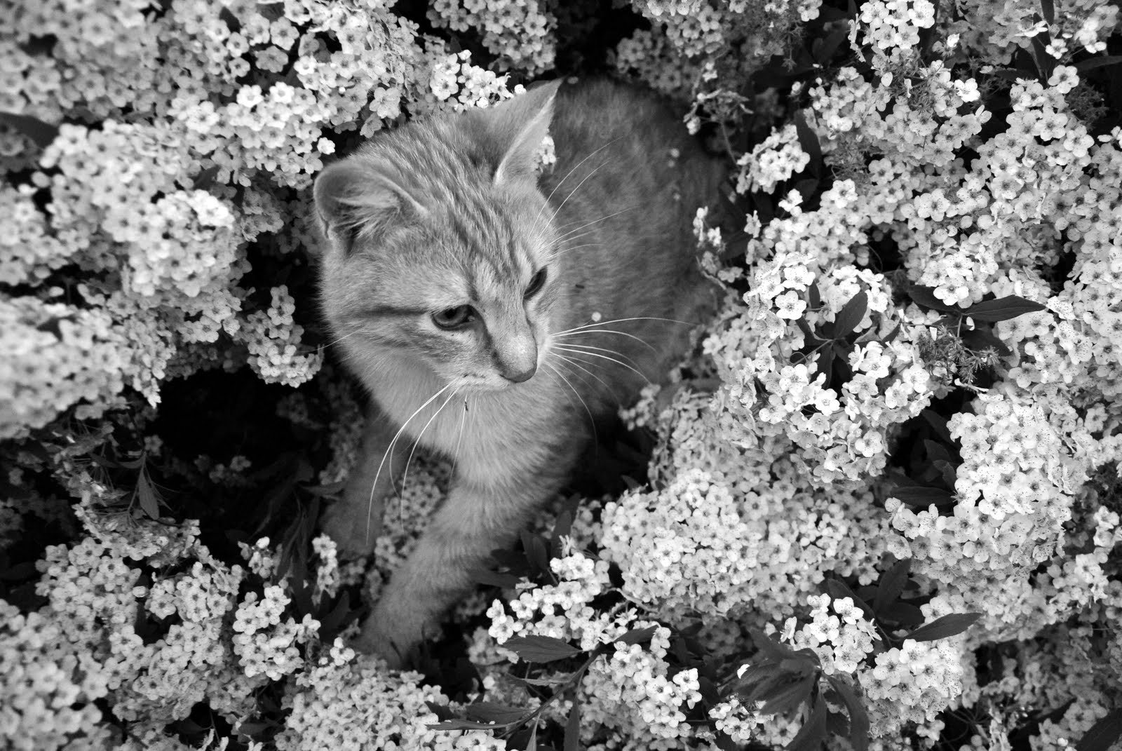 Willy e la spirea in fiore...