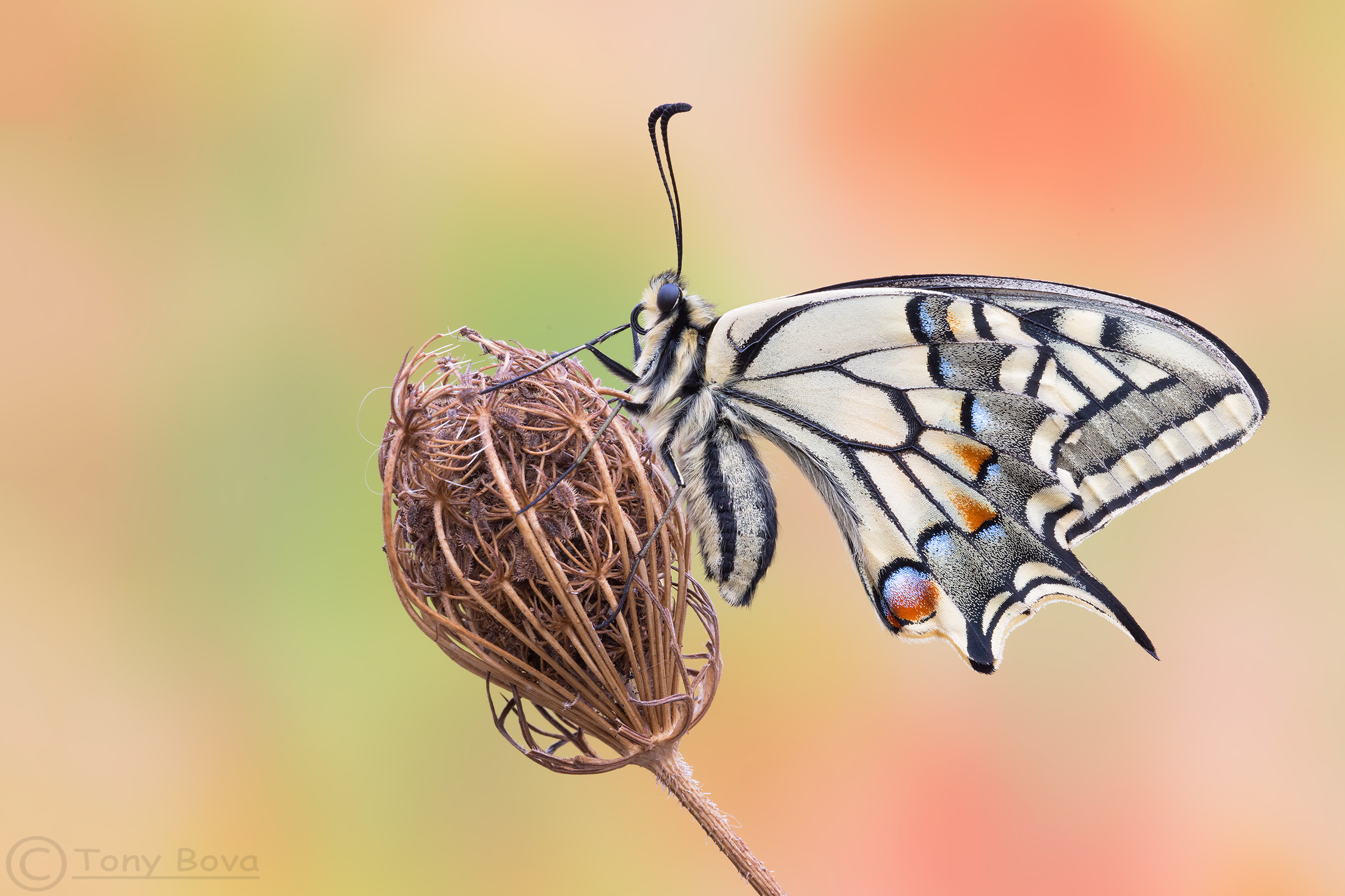 The first Macaone of 2017 ...