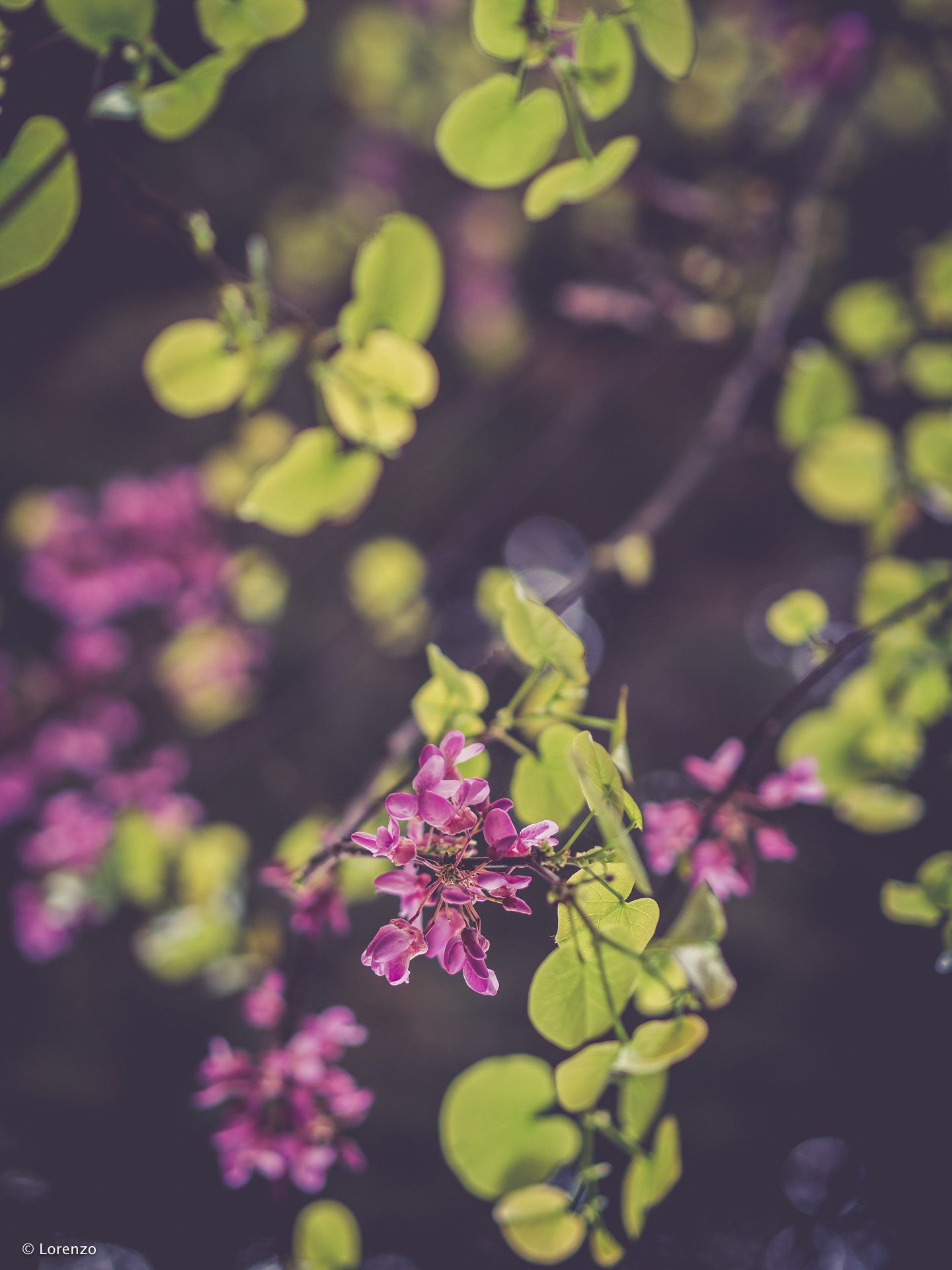 germogli di primavera