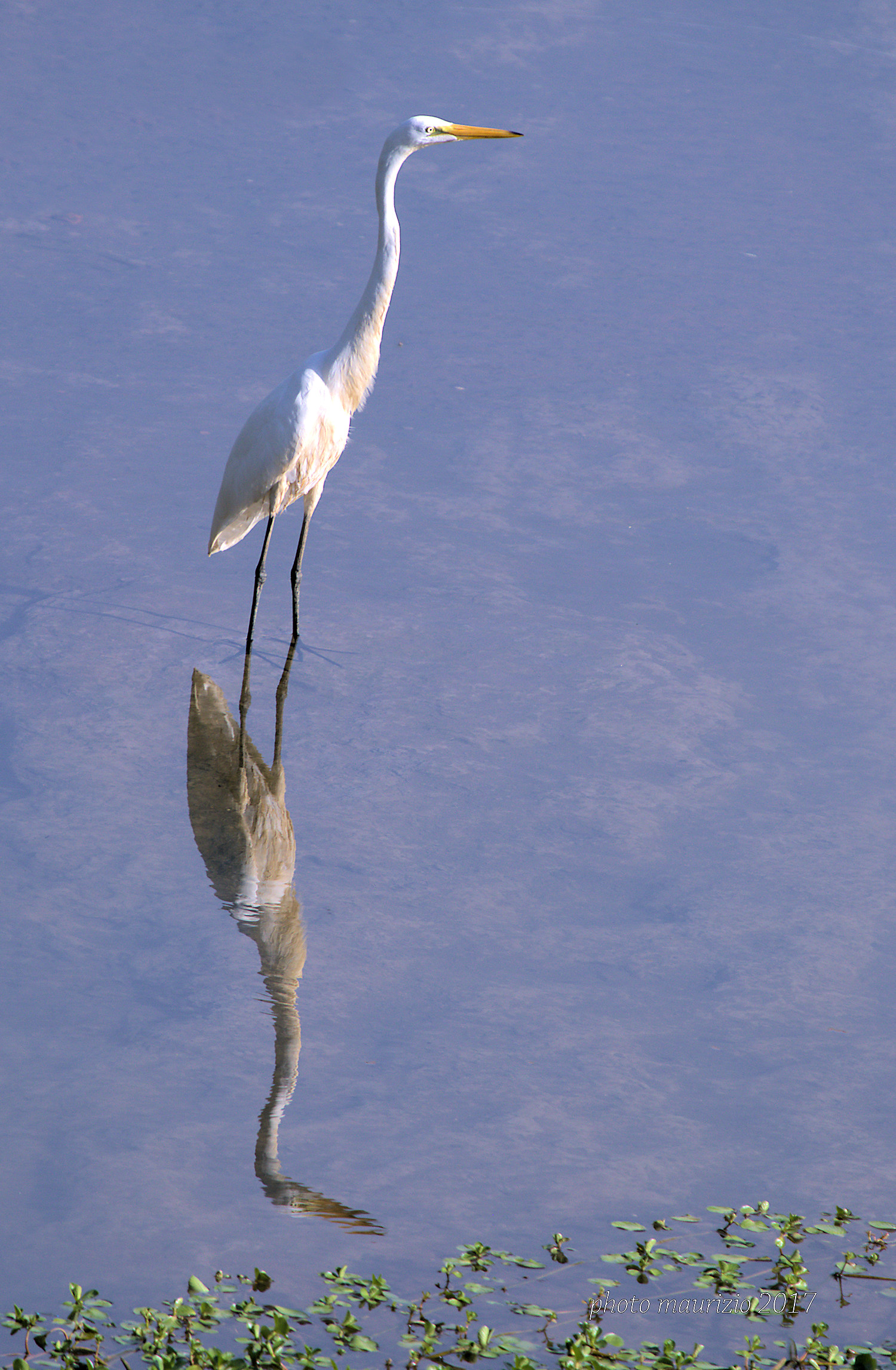 airone bianco maggiore