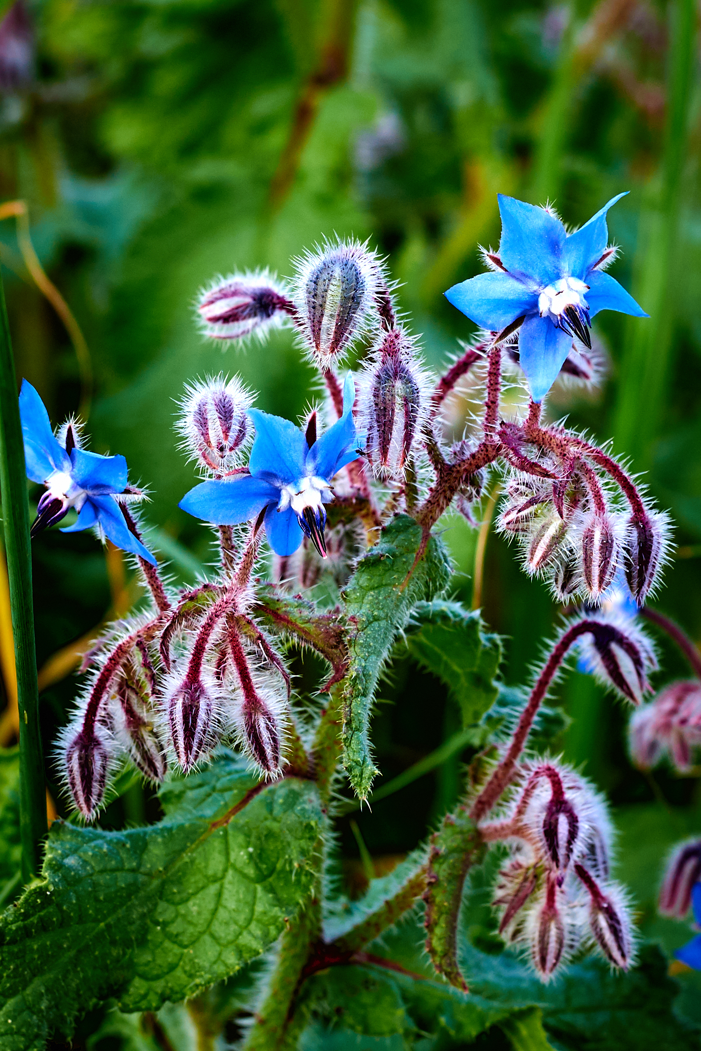 Borage