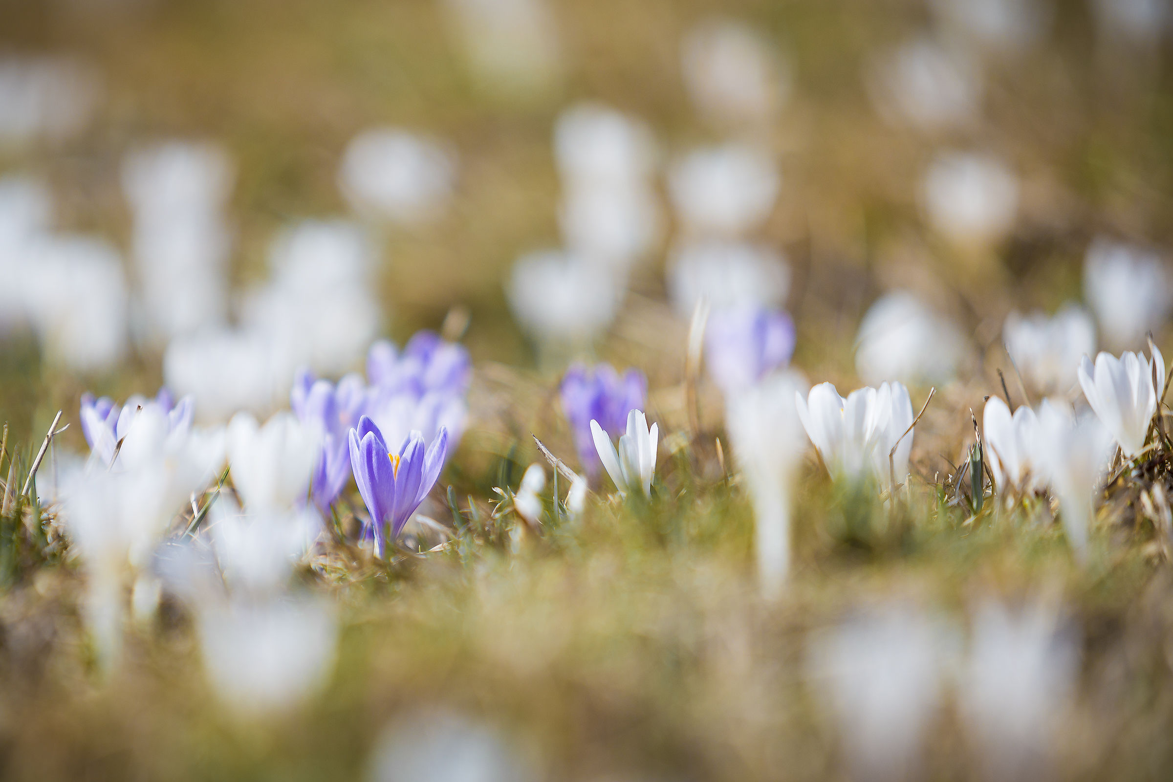 First Crocus of the season