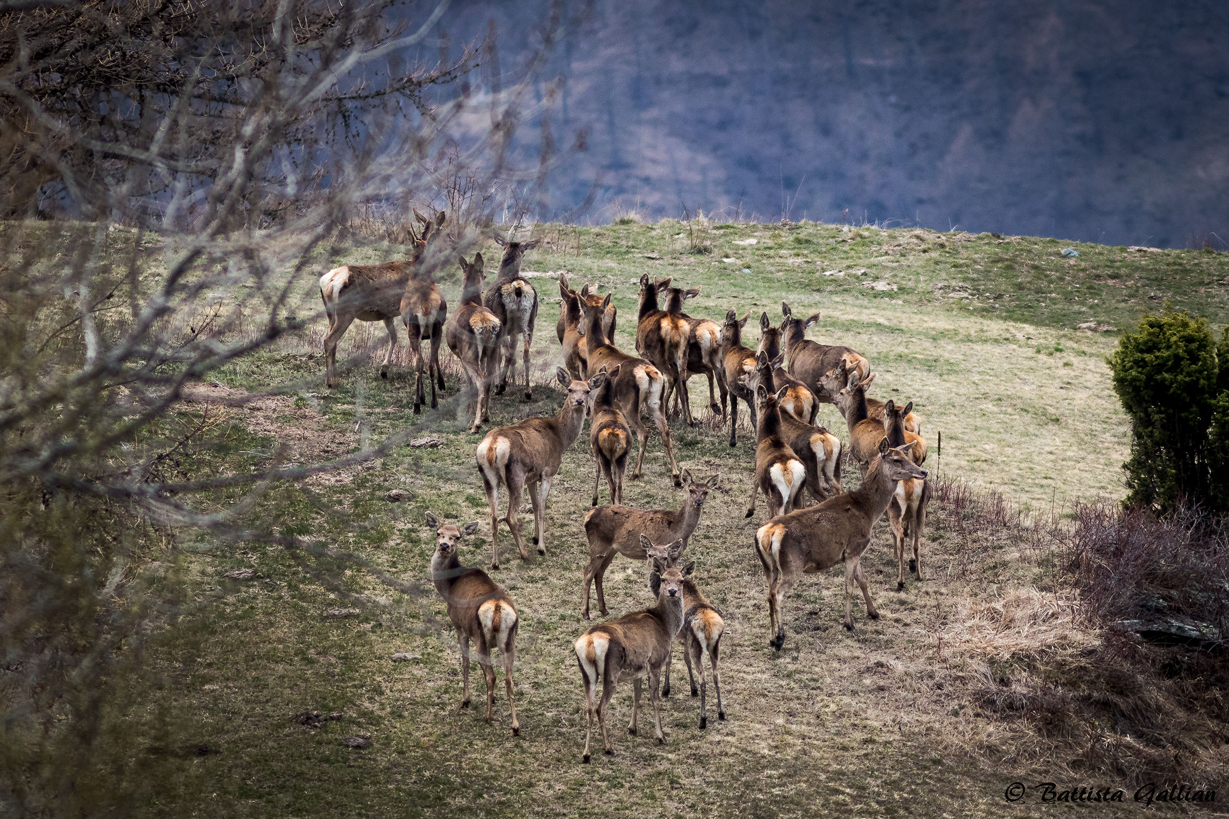 Hinds allìOrsiera Rocciavrè